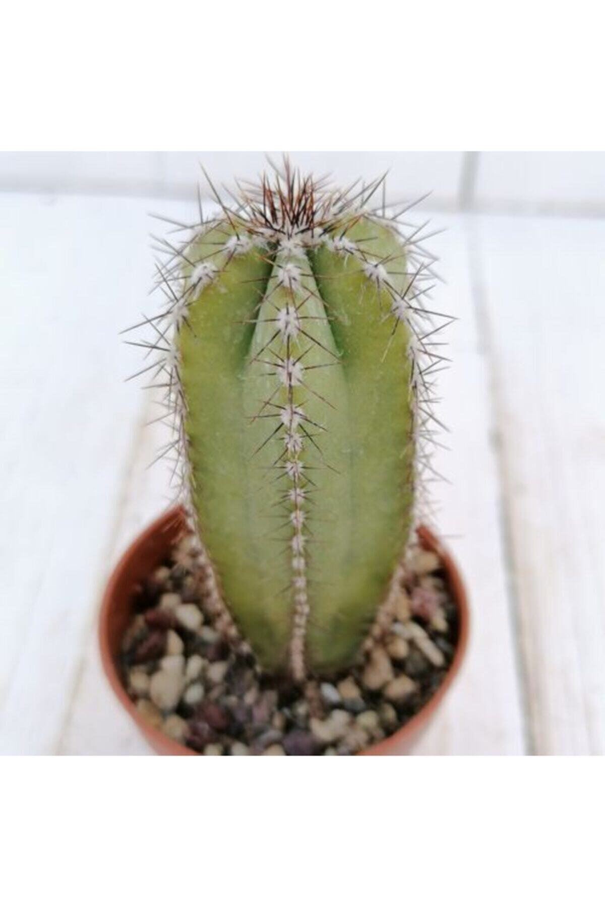 SalonBitkileri Cereus Forbesii Spiralis Kaktüs