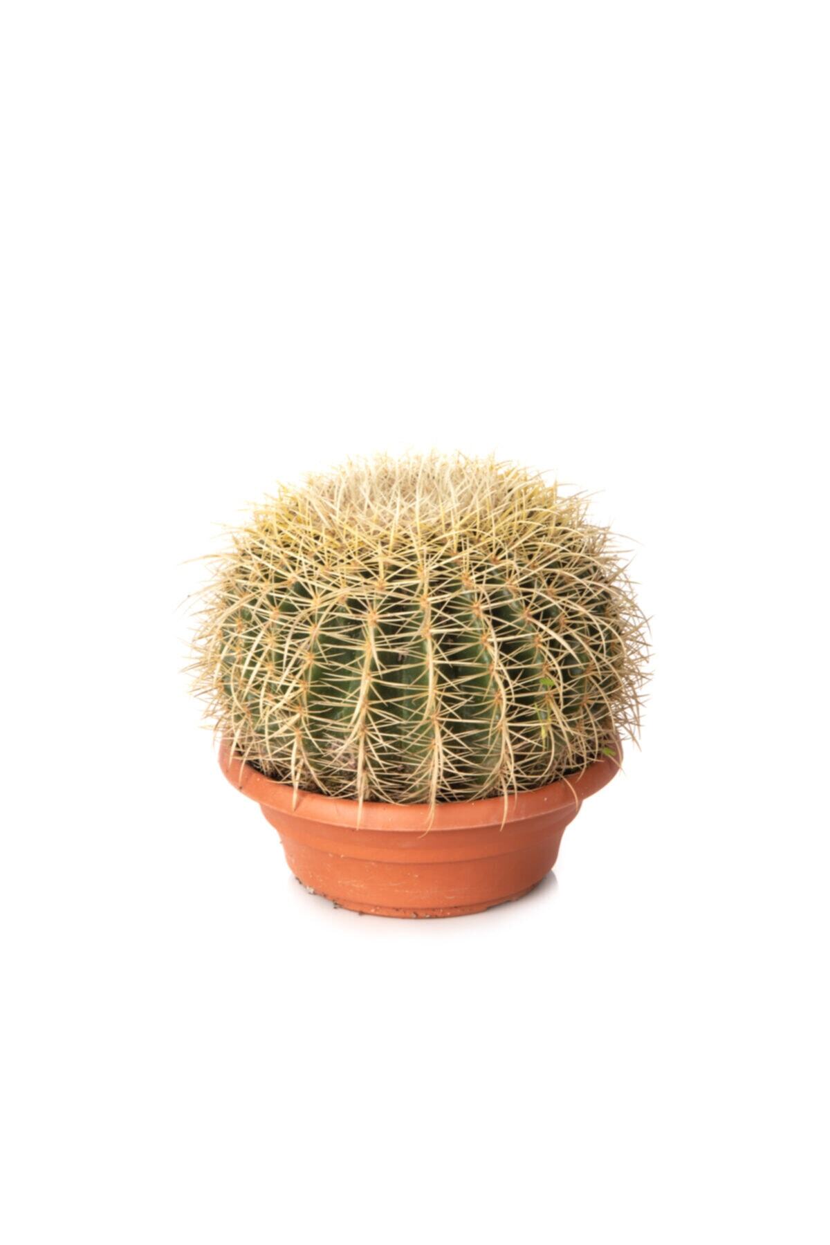 NIWA BOTANIC Echinocactus Grusonii 27cm