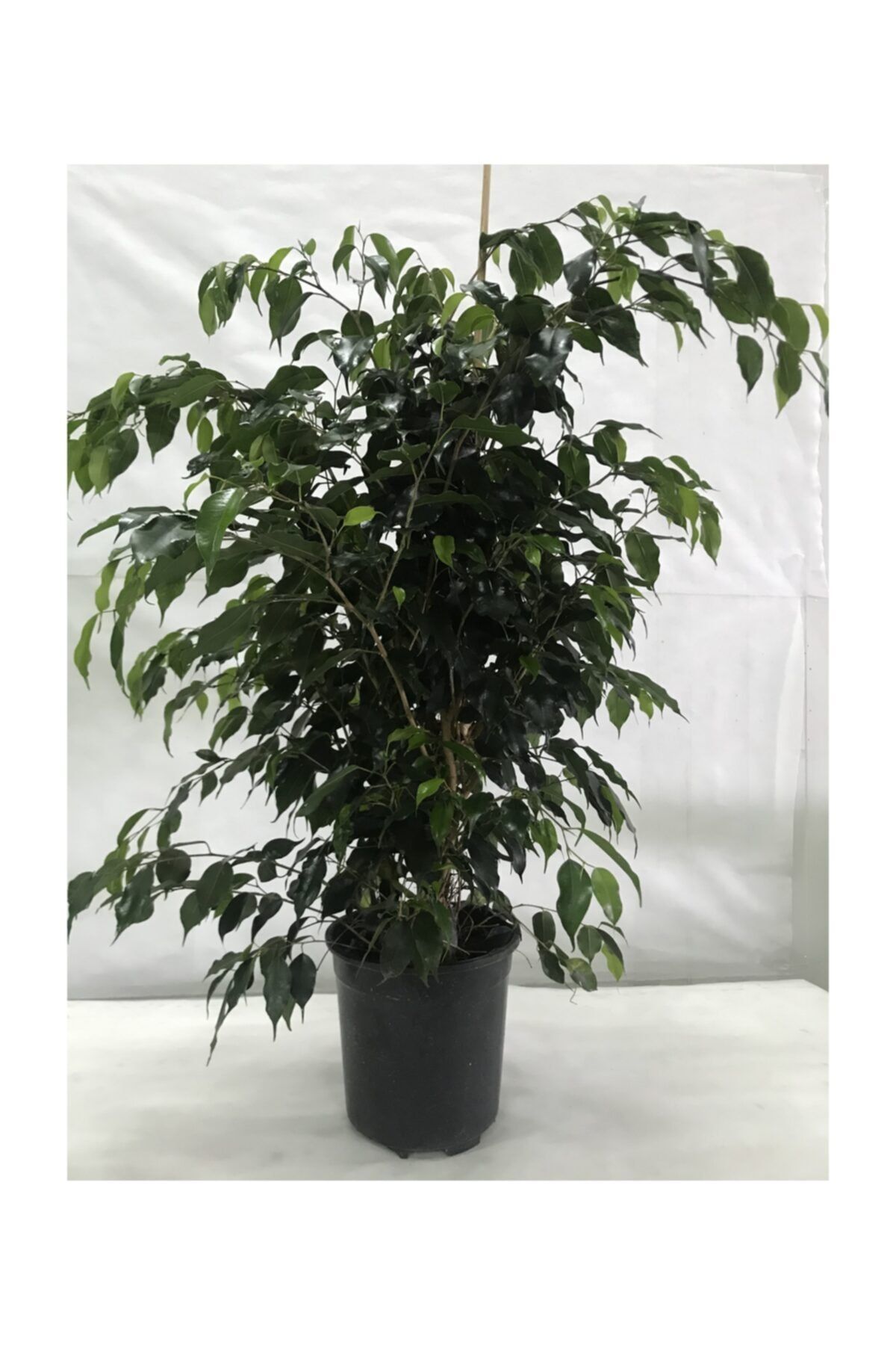 ENDER'DEN Ficus (Benjamin) | 90 - 100 cm