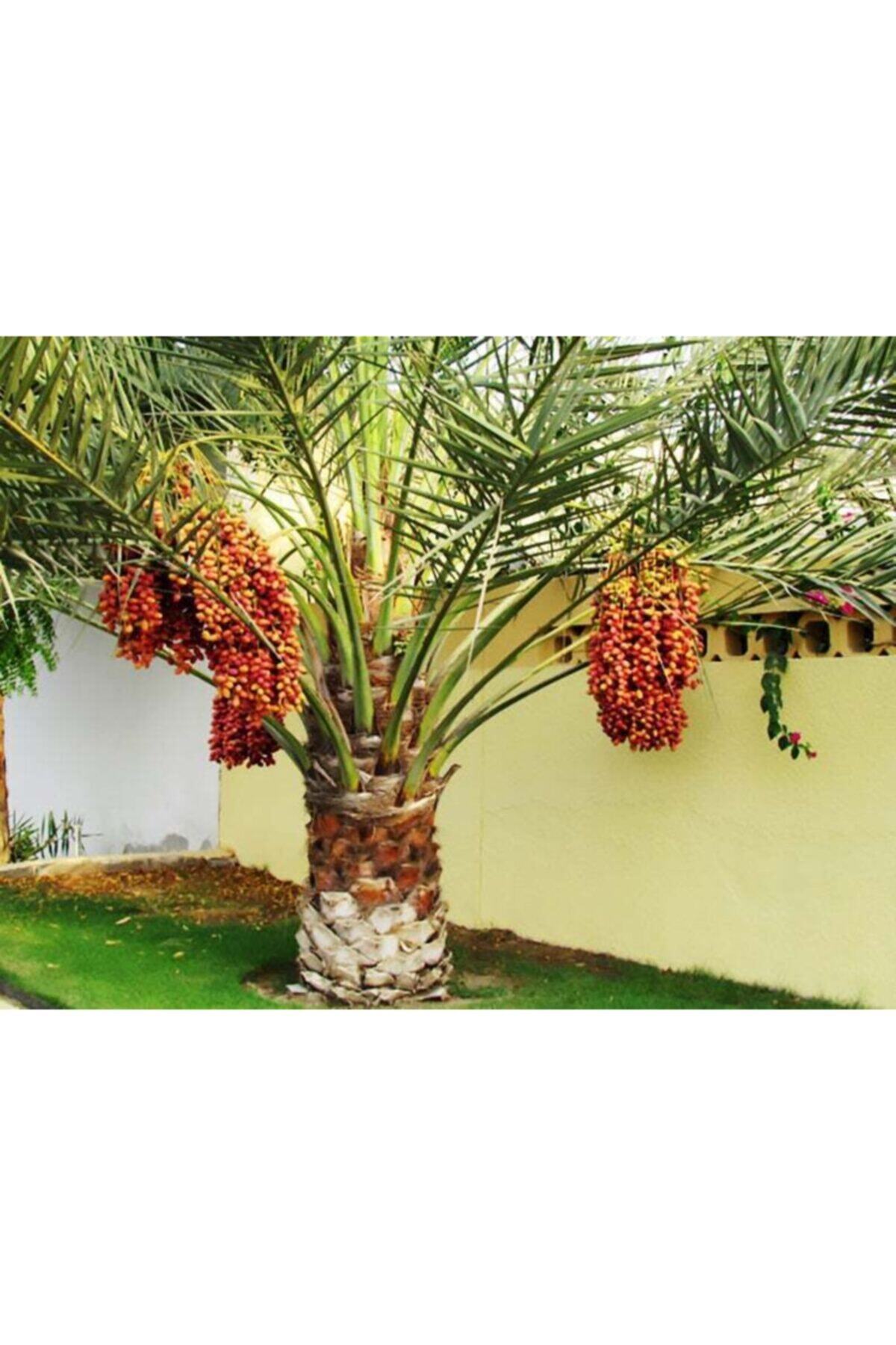 Fidan Sahası SAKSIDA PHOENİX CANARİENSİS HURMA PALMİYESİ FİDANI YAŞ 5