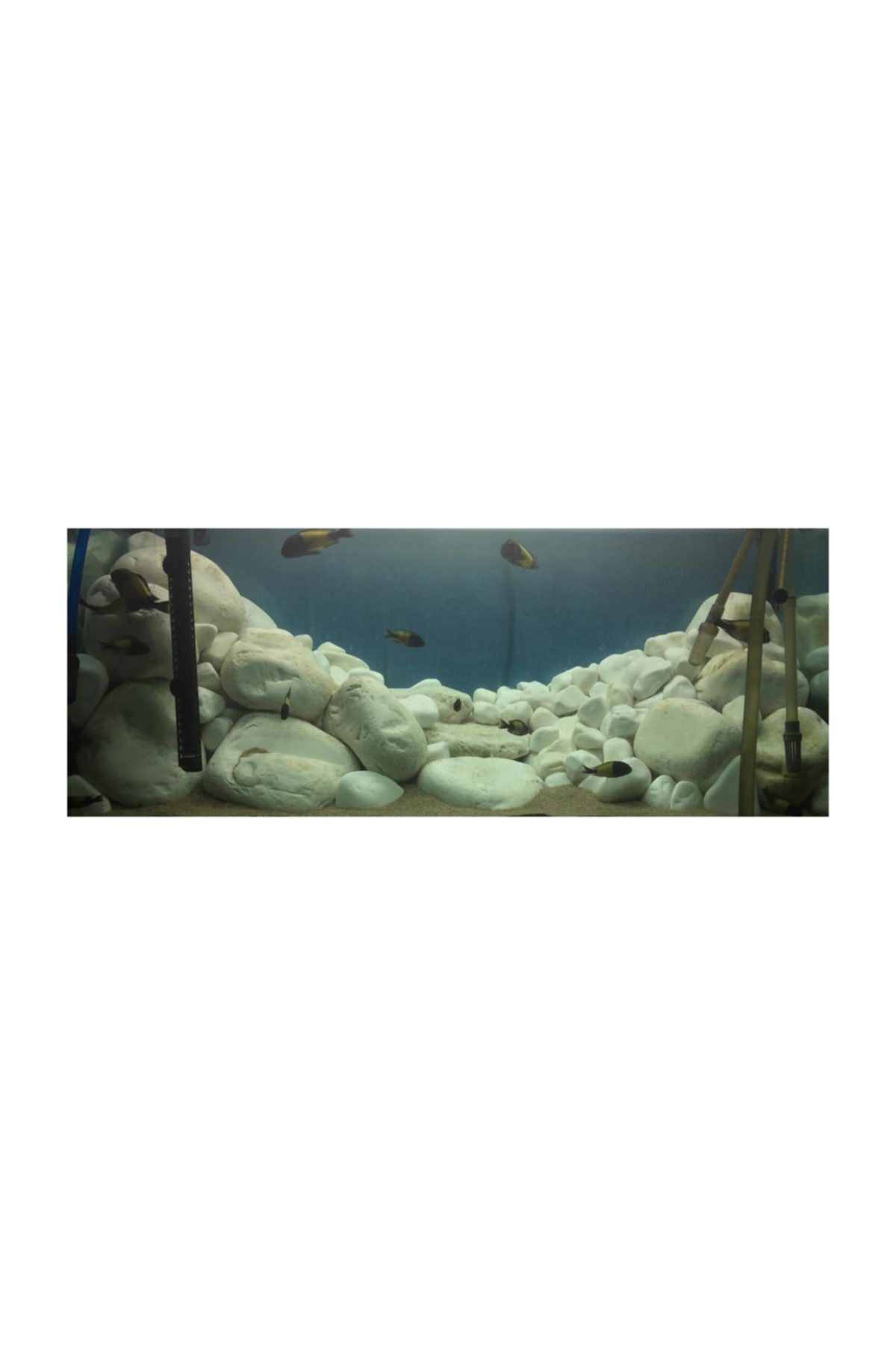 BIO AQUATIC Dolomit taşı büyük boy 5 adet