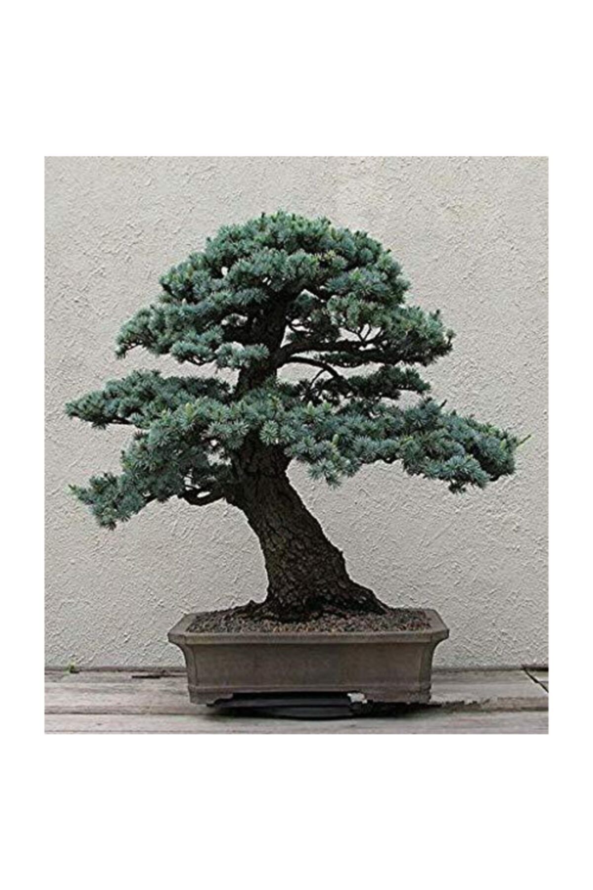 cam tohumculuk bodur mavi selvi bonzai agaci tohumu 5 adet bonsai agaci tohumu fiyati yorumlari trendyol