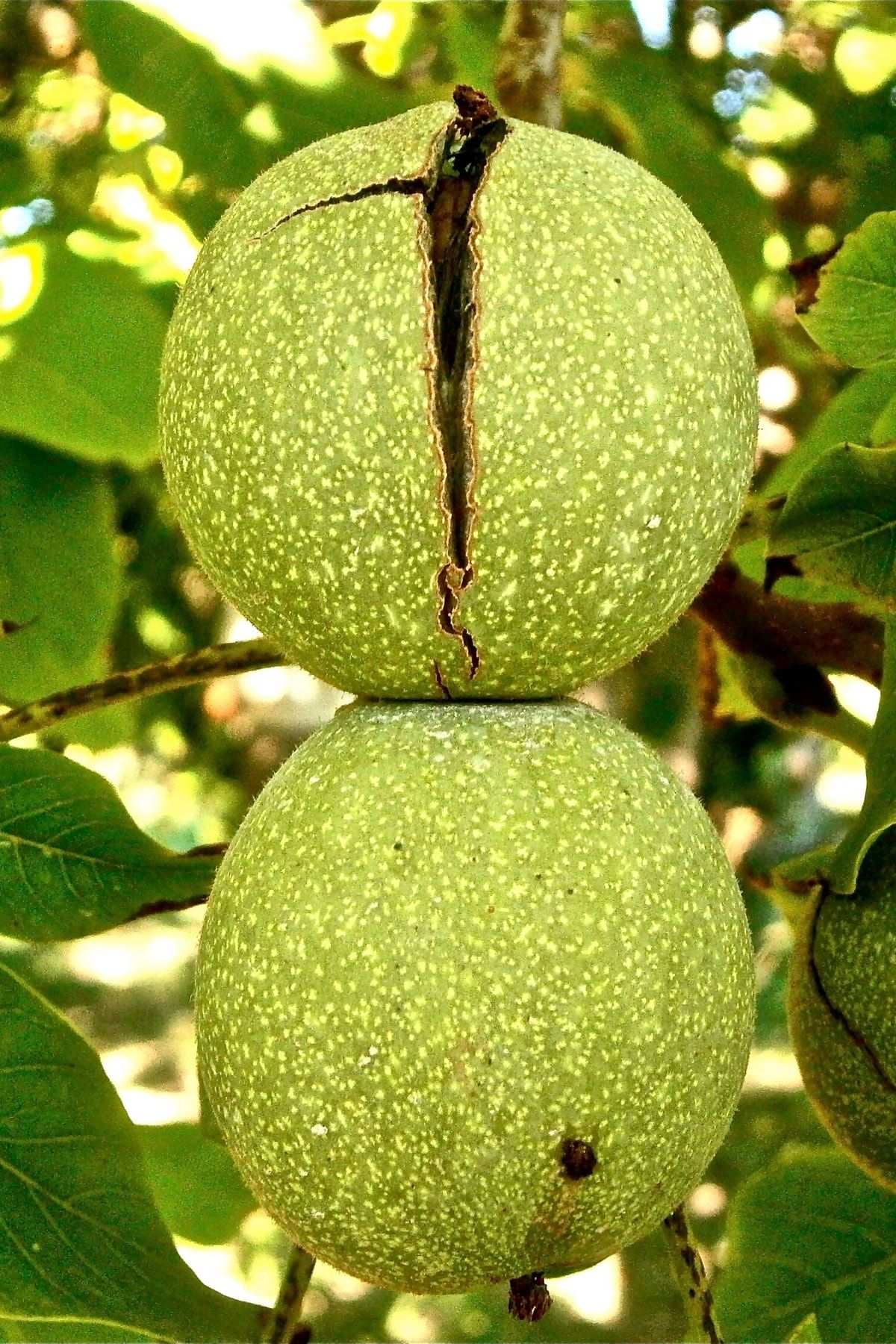alibotanik yalova ceviz fidani juglans regia 60 70 cm saksili fiyati yorumlari trendyol
