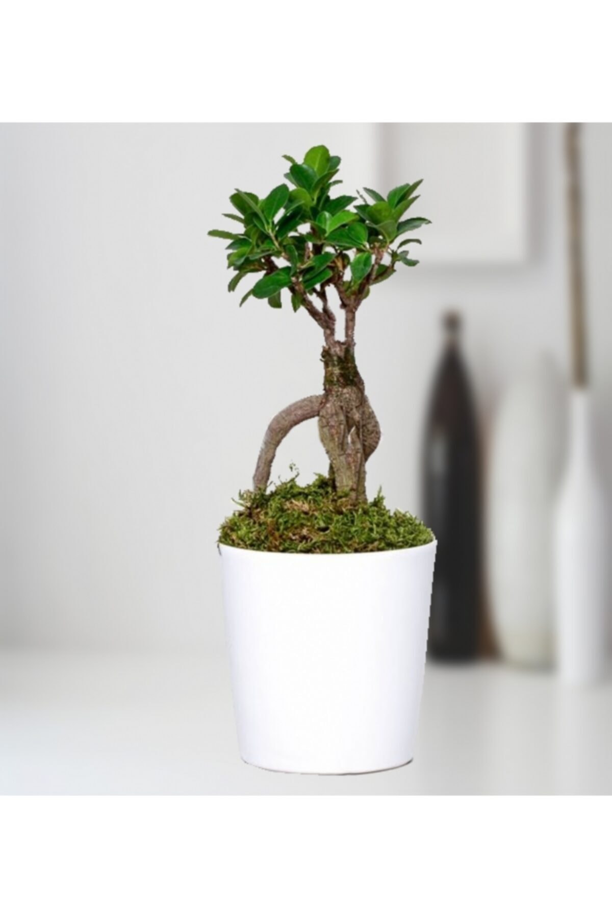 Flower FİCUS BONSAİ