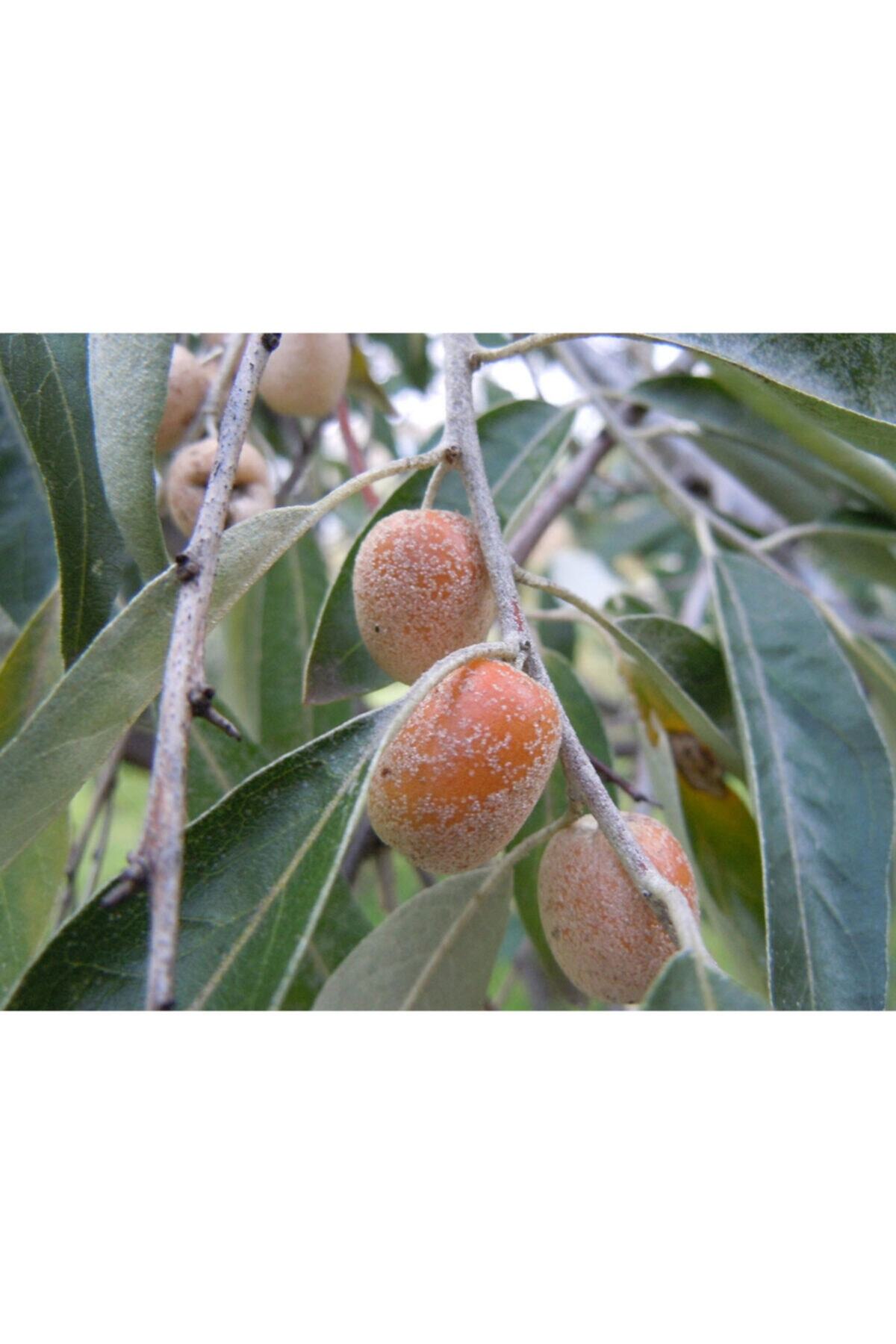 fidanistanbul Elaeagnus Angustifolia Iğde Fidanı, 80 Cm, Saksıda