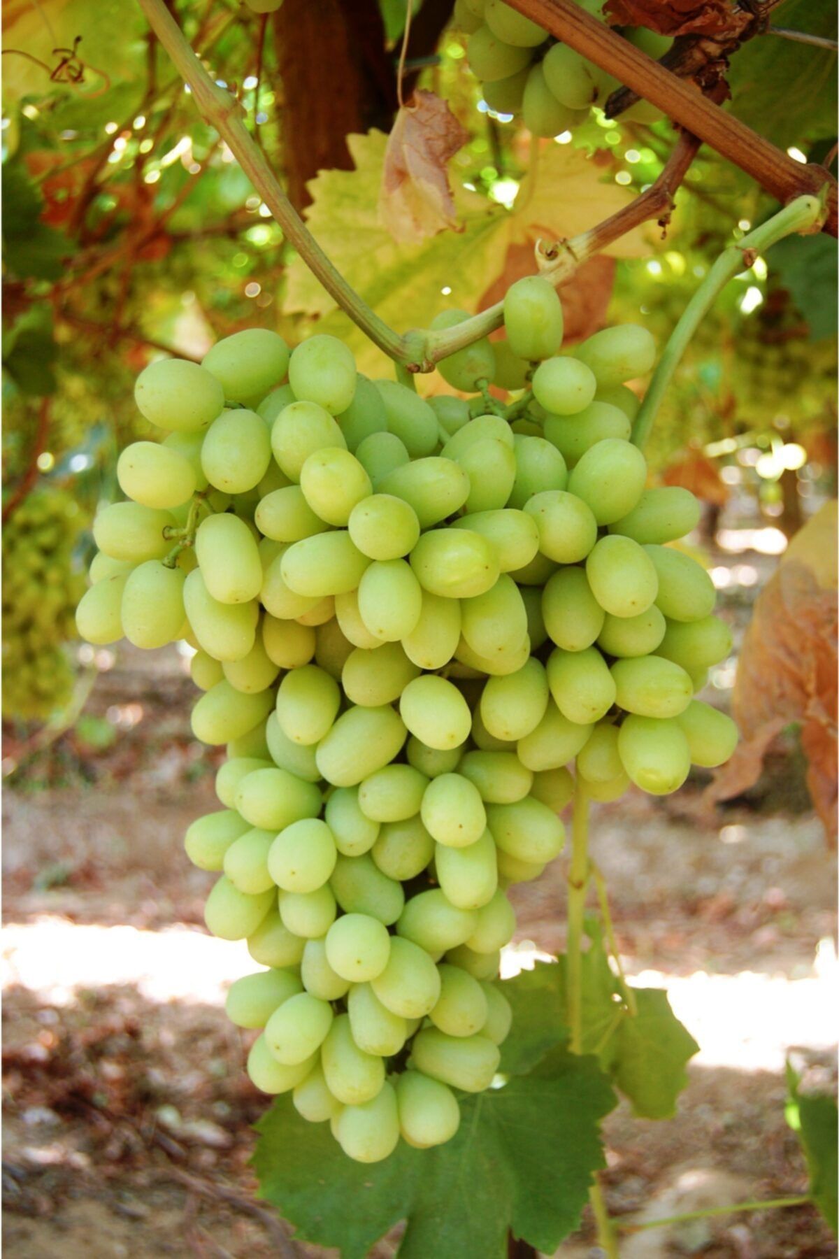 fidanistanbul Asma Üzüm Fidanı Thomson Seedless, 20-40 Cm, Aşılı, Açık Köklü