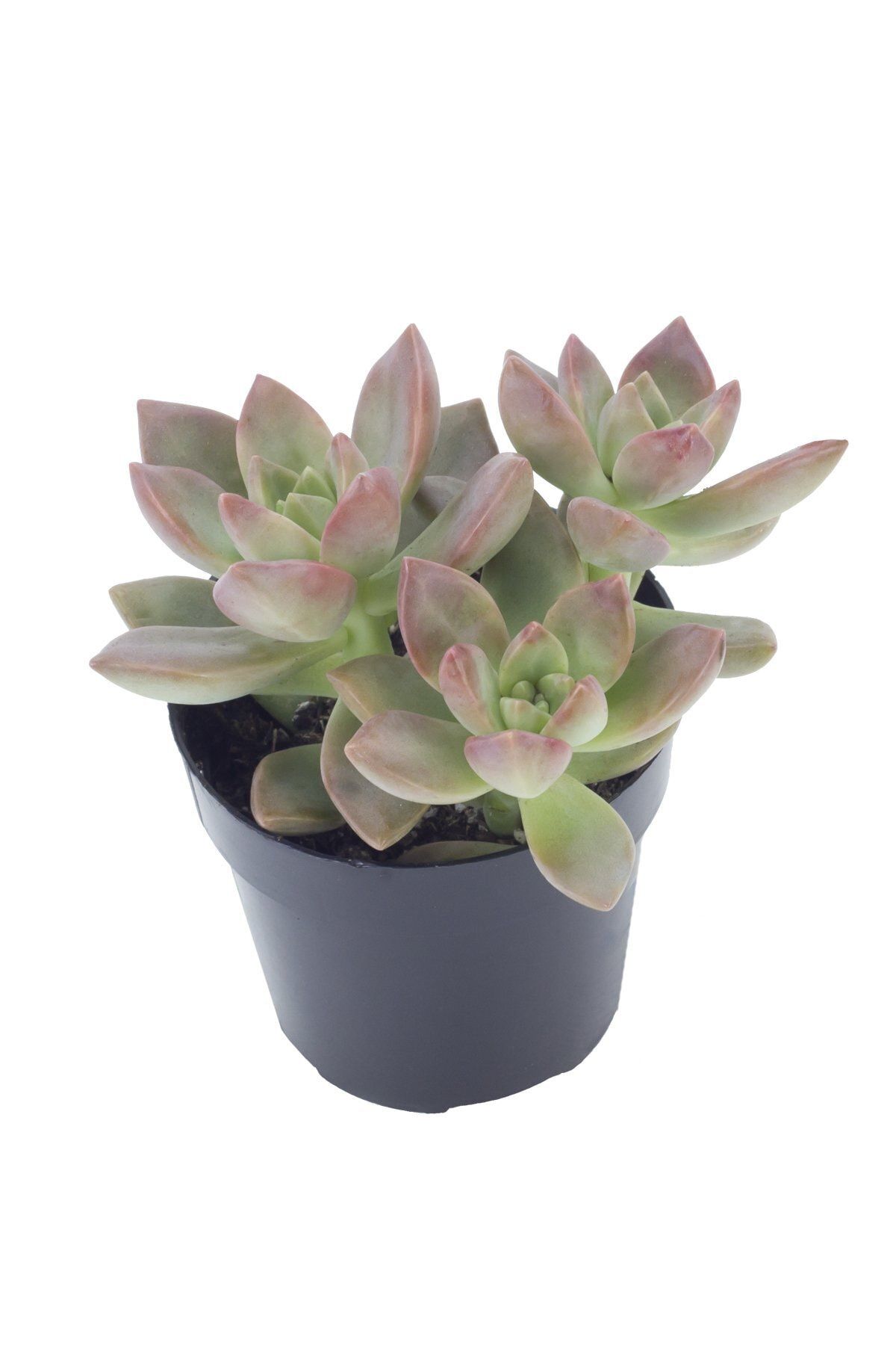 LEVANT Graptosedum Calıfornıa Sunset Sukulent