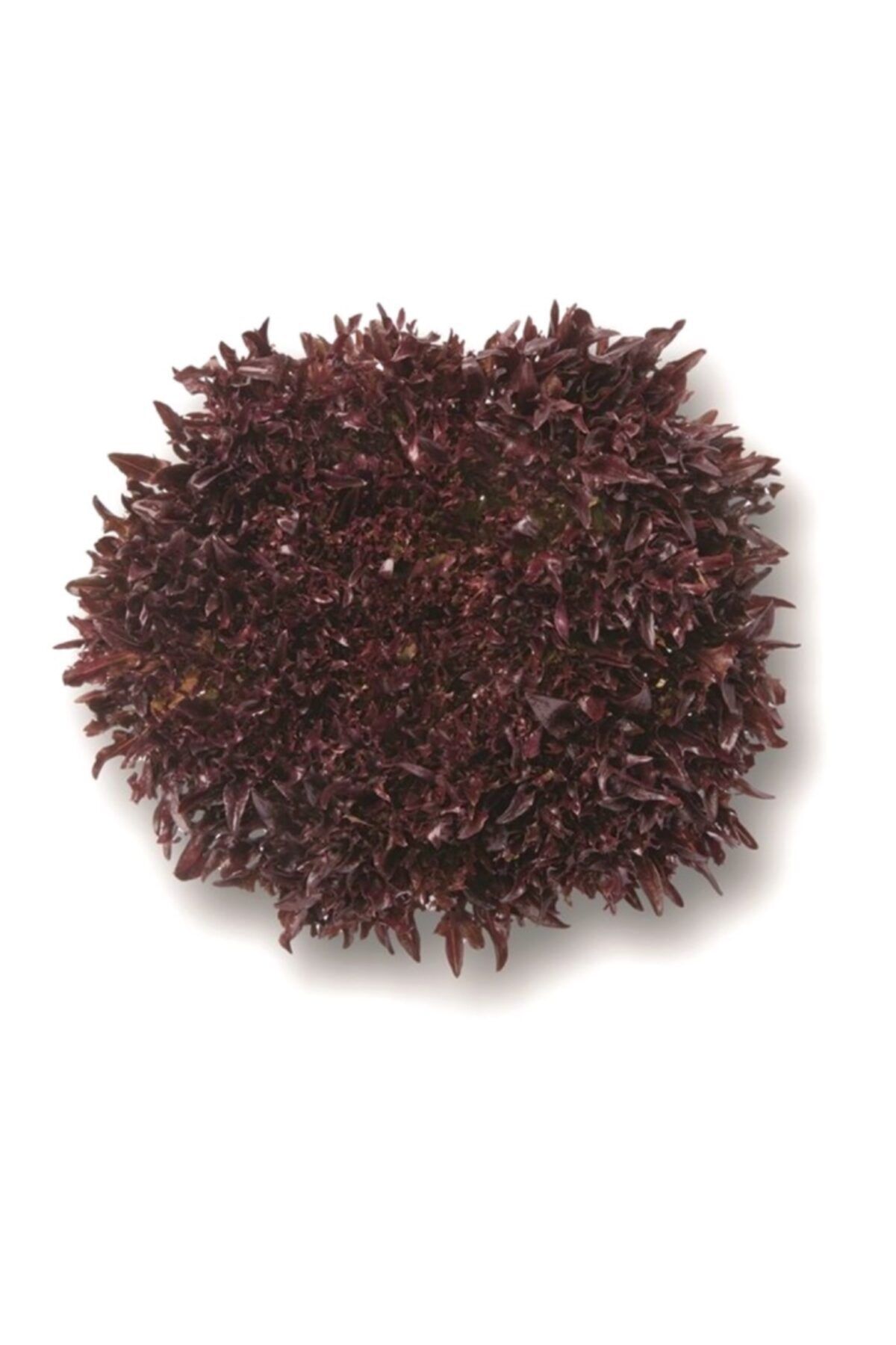 Erüst Tarım Kırmızı Endivyen (Red Endive)