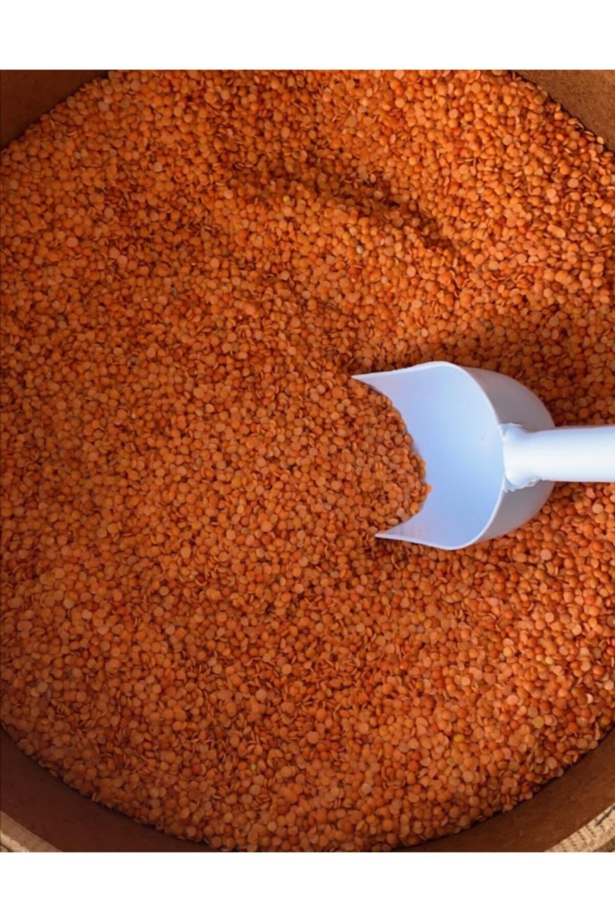 SARIGÖL ORGANİK Urfa Kırmızı Yaprak Mercimek- 2 Kg