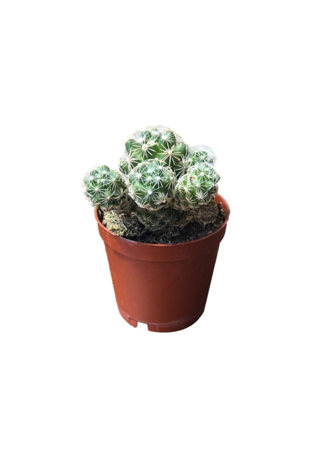 SOcactus Mimmarilia Gracilis Kaktüs Sukulent