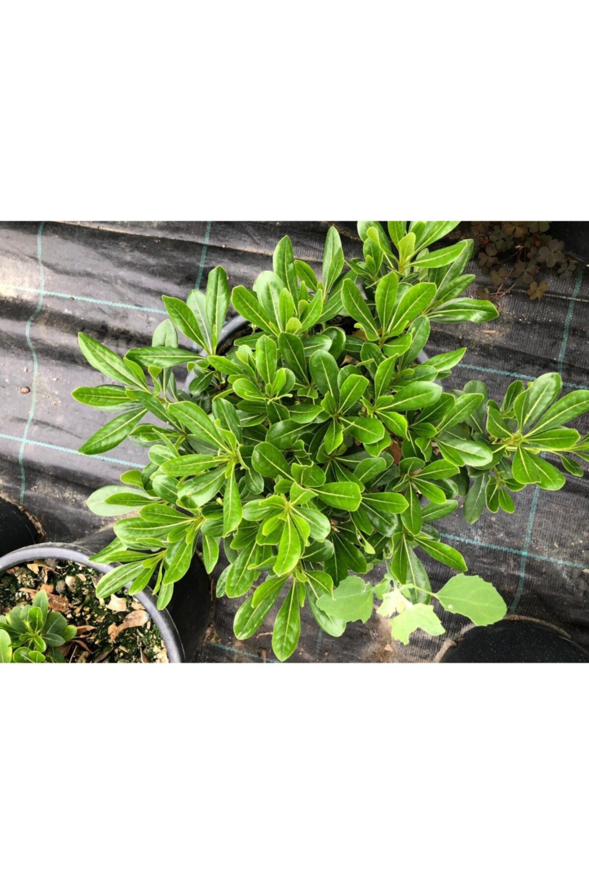 Enfidan Pittospotum 20-30 Cm Çap 3 Litrelik Saksı Saksı - 2 Adet