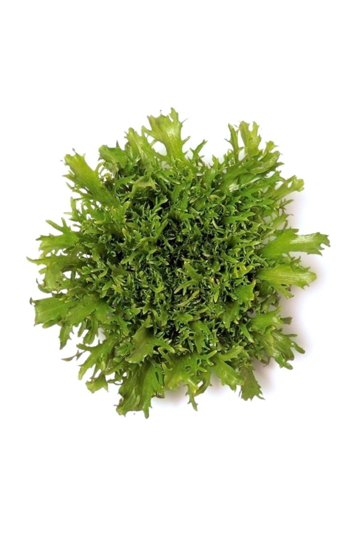 Erüst Tarım Endivyen (Endive)