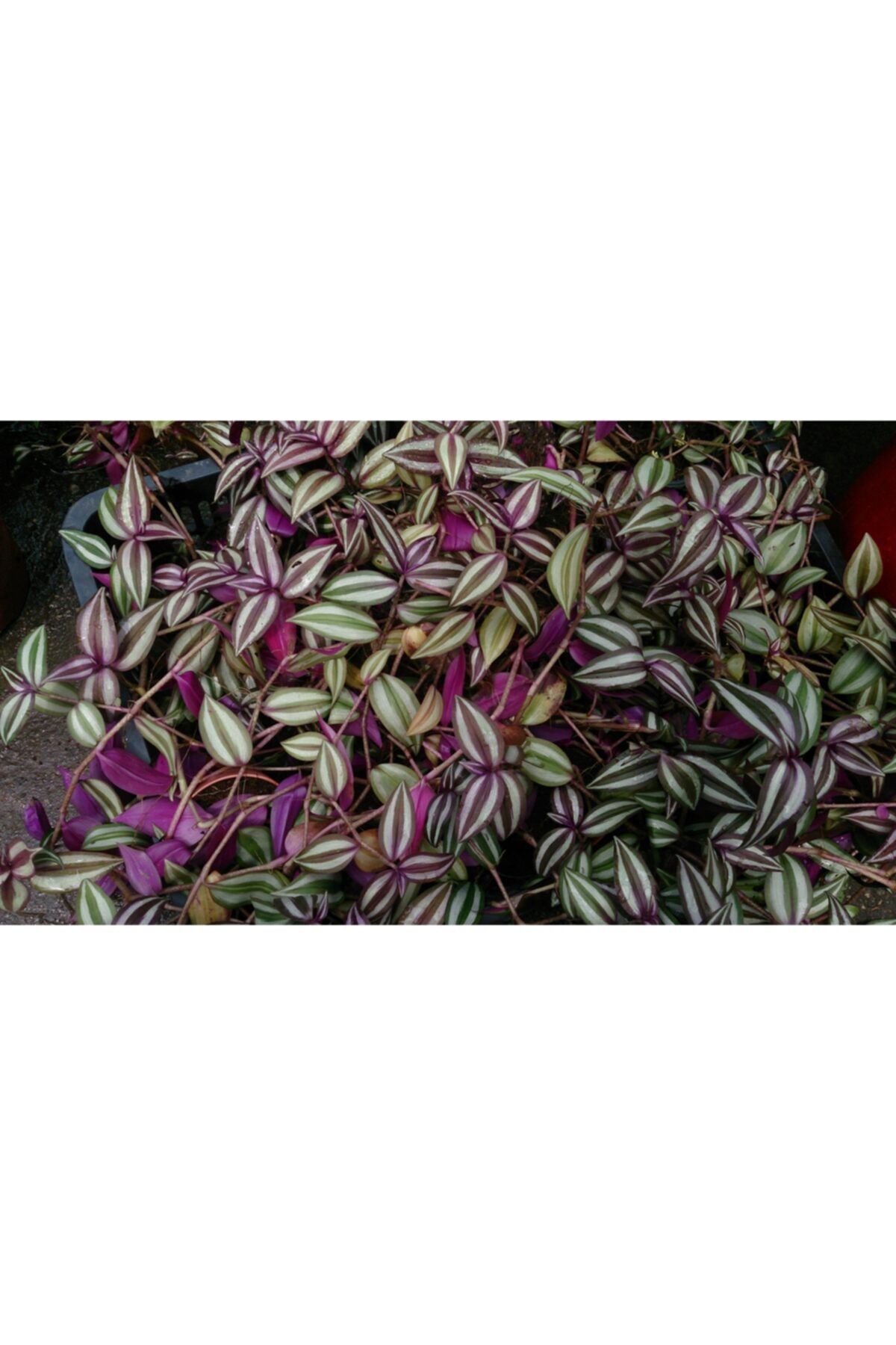 Tutku's Design 5 Adet Telgraf Çiçeği (Tradescantia Zebrina)