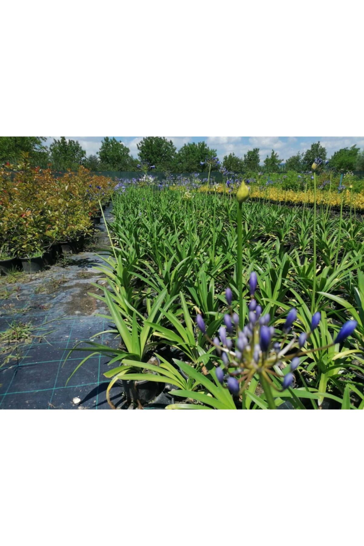 Enfidan Agapanthus Şefkat Çiçeği