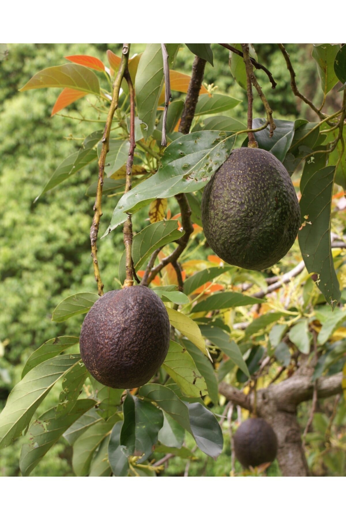 fidanistanbul avokado fidani zutano 50 60 cm tuplu fiyati yorumlari trendyol