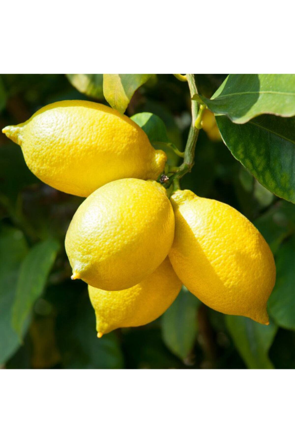 Demet'in Bahçesi Eureka Limon 5 kg