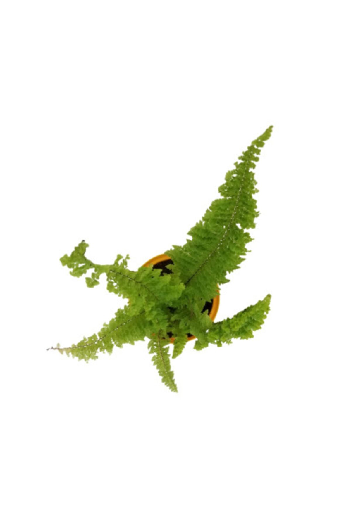 tropikada Aşk Merdiveni Nephrolepis Curvy Kıvırcık 8,5 cm Saksıda
