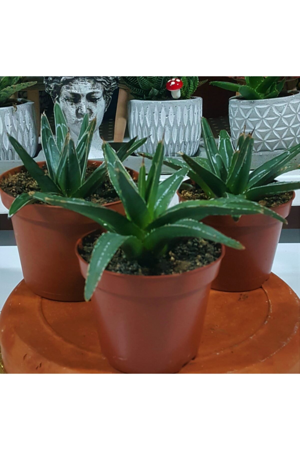 Aysima Çiçekevi Agave Victoriae Reginae Koleksiyonluk Kaktüs (1 Adet )
