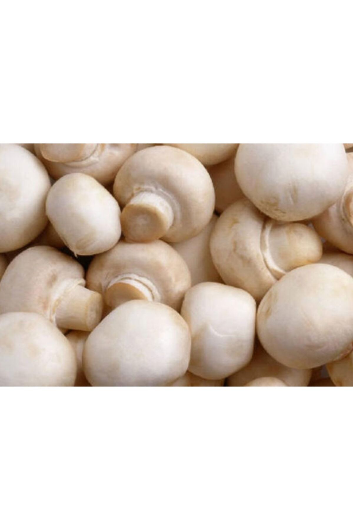 antalyasebzemeyve Mantar Paket 400 gr