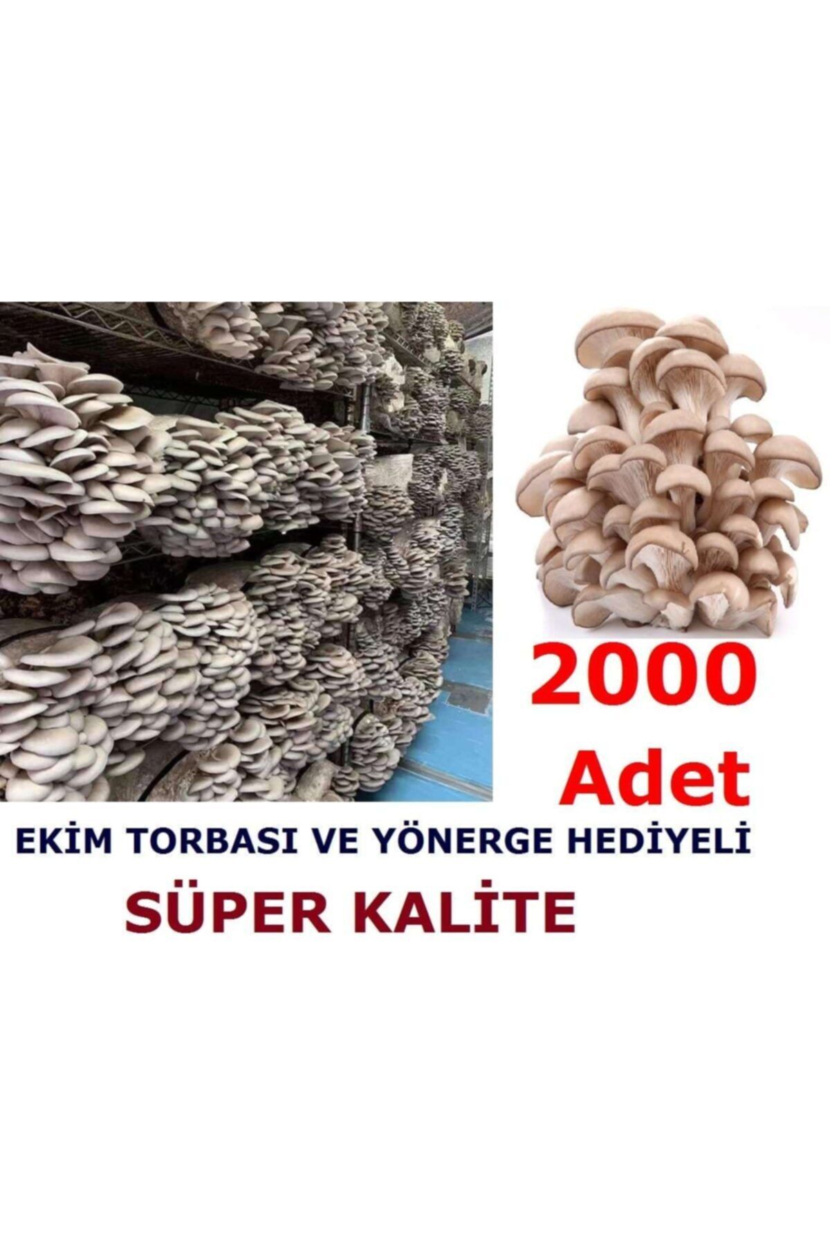 TohumGübre 2000 Adet Istiridye Kavak Kayın Mantarı Tohumu