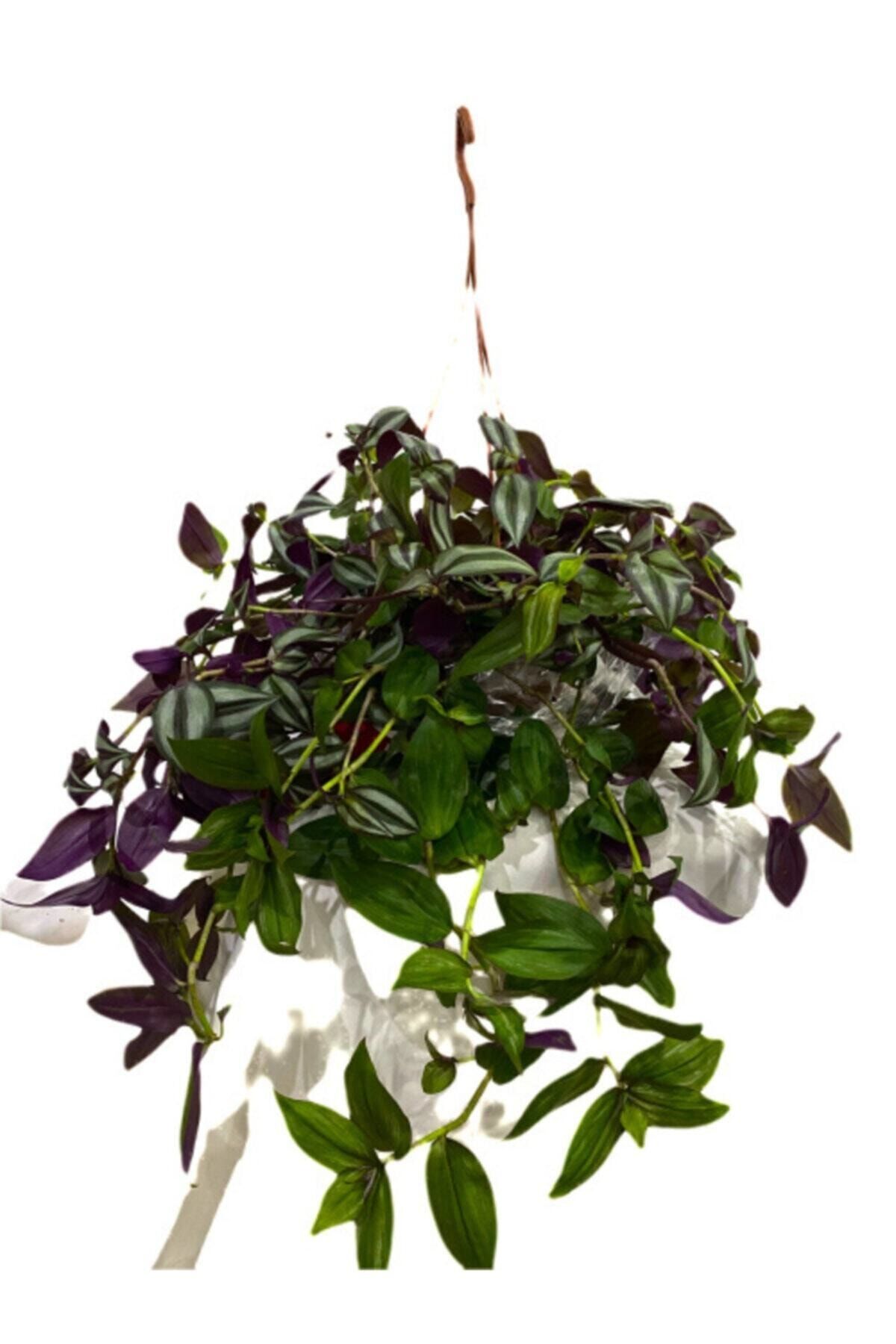 Bitki Fidanım Telgraf Çiçeği Tradescantia Askılı
