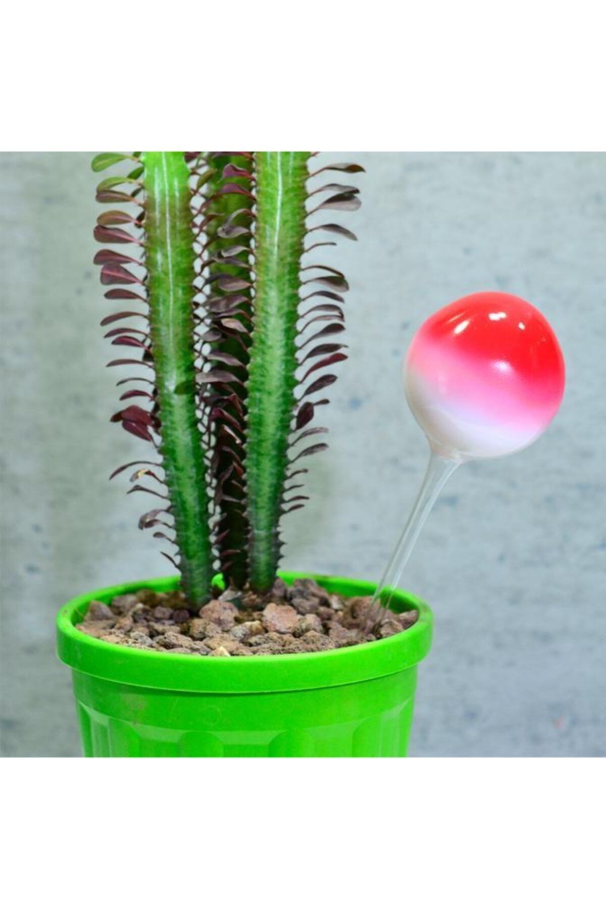 Flovart Balon 2 Cam Bitki Suluğu Beyaz Pembe Kırmızı Saksı Sulama  Çiçek Sulama  Çiçek Bakımı