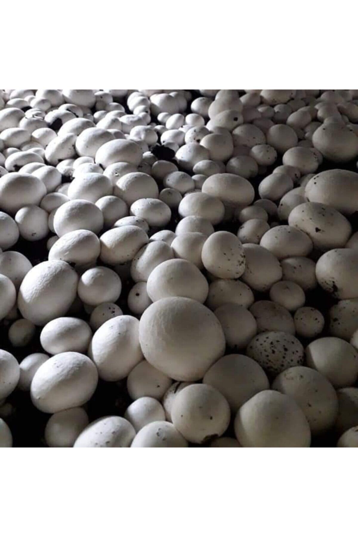 TohumGübre 10.000 Adet Beyaz Şapkalı Kültür Mantarı Tohumu
