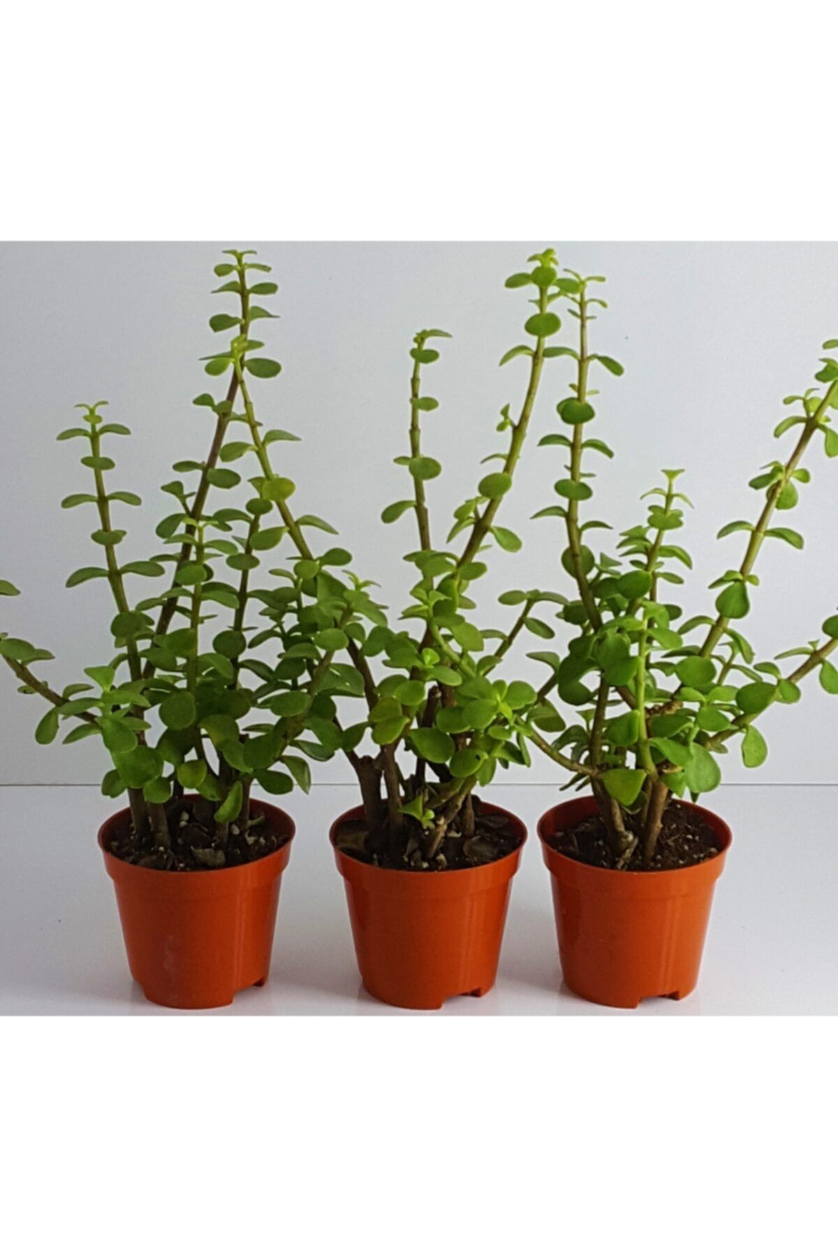 Aysima Çiçekevi Crassula Bonsai Porticulara Afra Yesim Ağacı Şans Bitkisi Sukulent 8.cm Saksıda