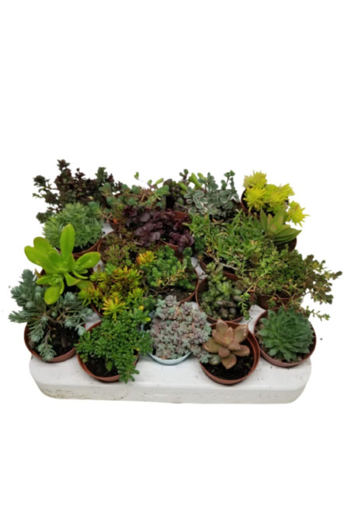 tropikada Sedum Set 20 Farklı Tür Sedum