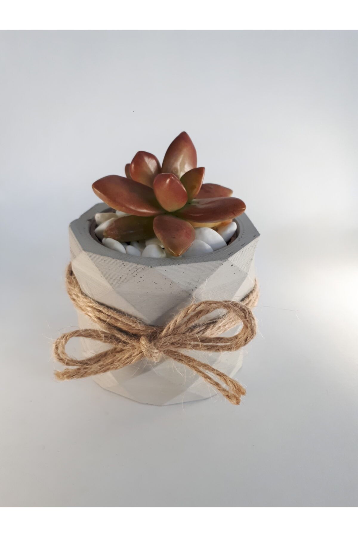 My Succulent Sedum Nussbaumerianum Sukulent Bitkisi