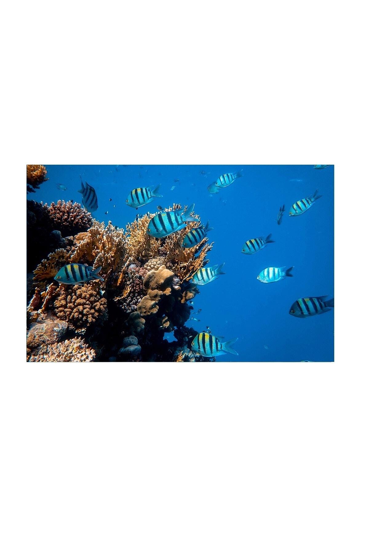 Kanki Pet 85 Cm Akvaryum Arka Fon Yapıştırma Kp8550014 85x50 Cm