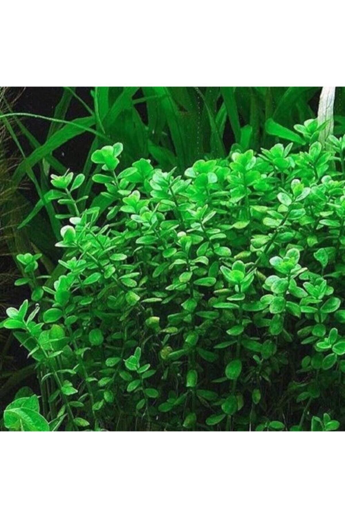 EMAAVM Akvaryum Bitkisi Bacopa Monnieri 10 Dal