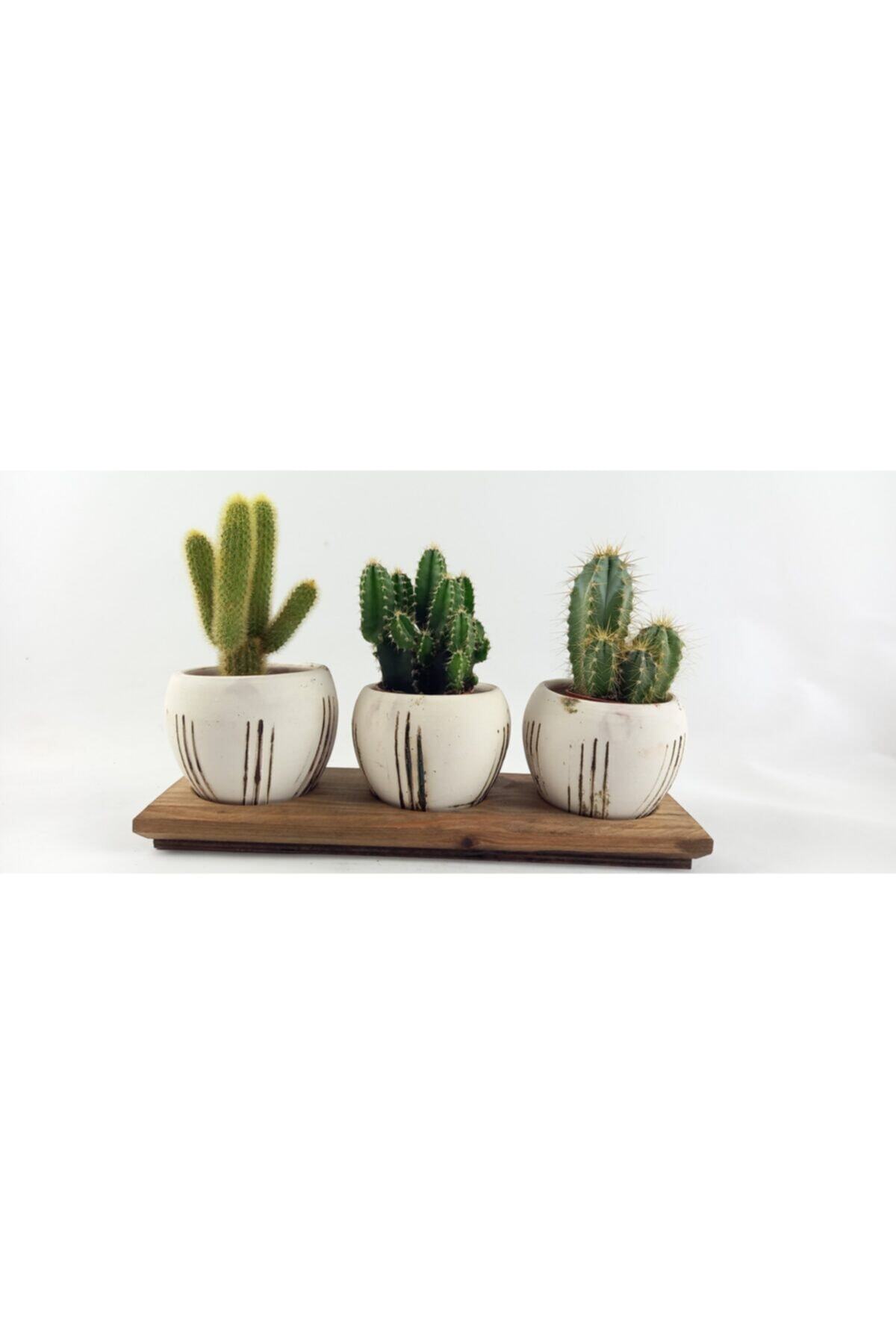 BİTKİ TASARIMI Terracota Model Çoklu Saksıda Kaktüs No 2