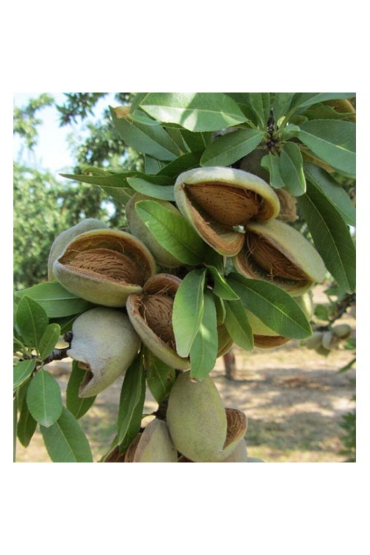 Fidan & Peyzaj Texas Badem Fidanı (SAKSILI / 150 - 160 CM.)
