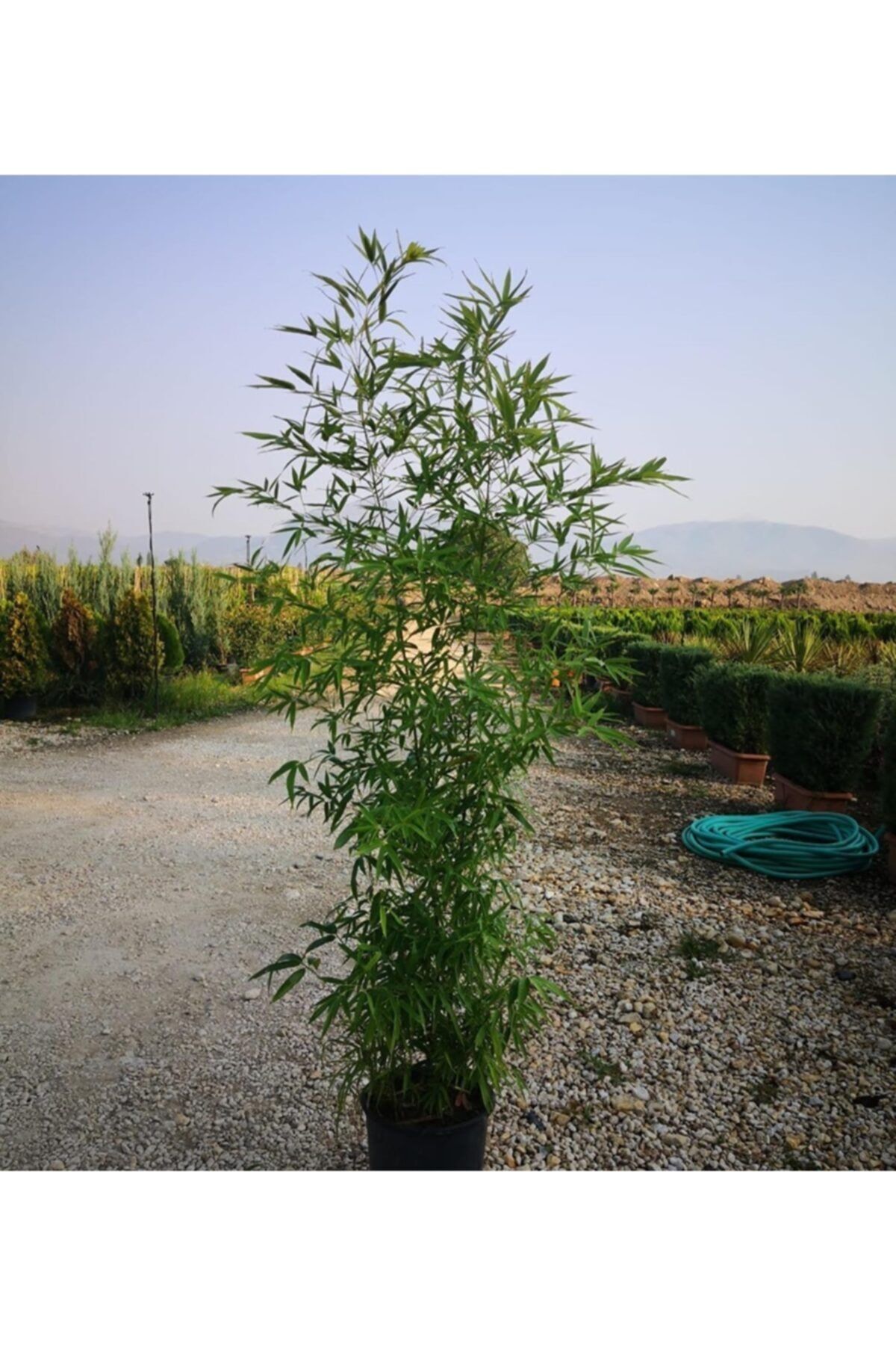 lalaahmetbotanik 100 Adet Sarı Bambu Fidanı, Bambusa Phyllostachys Aurea