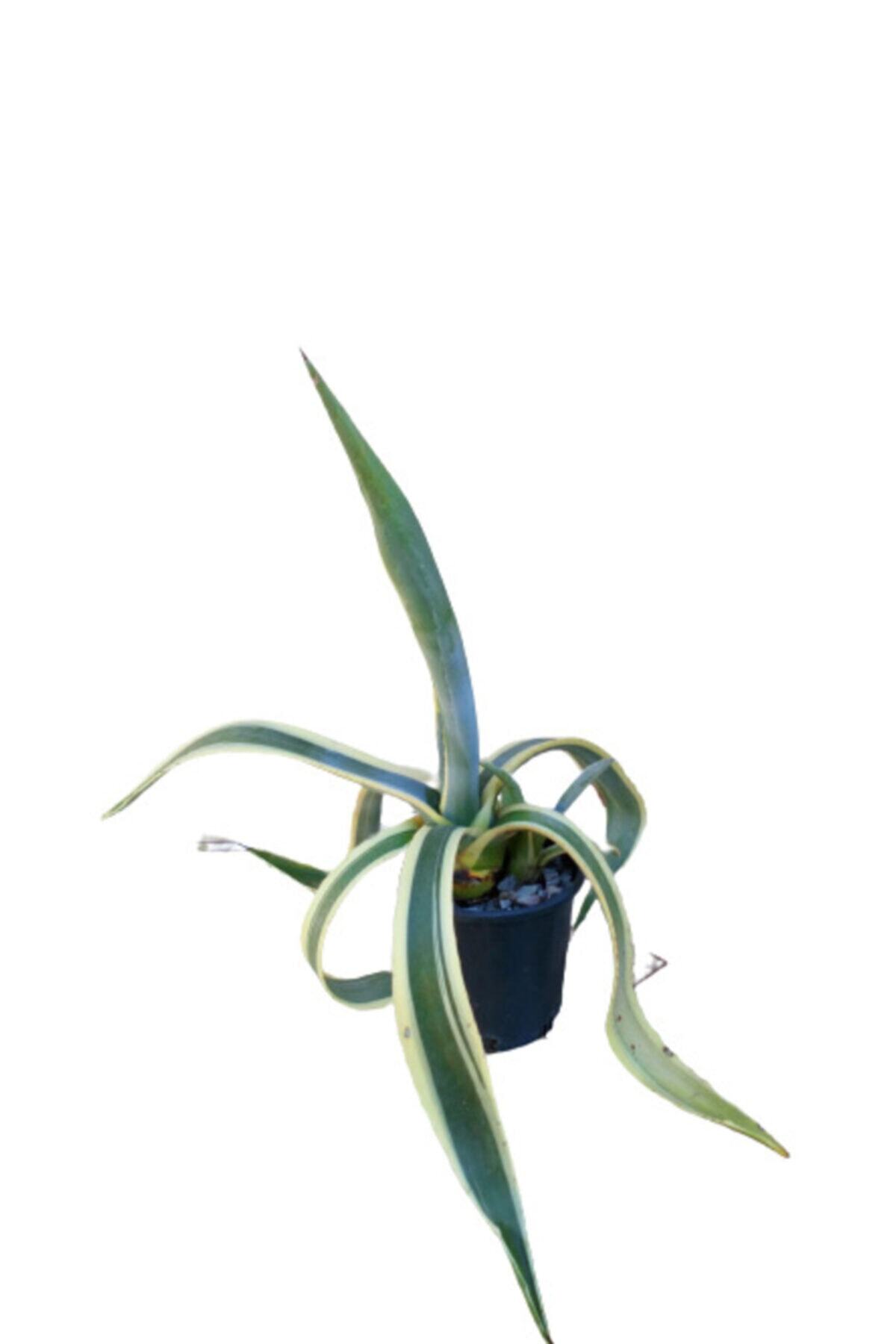 Lulubel Kaktüs Agave