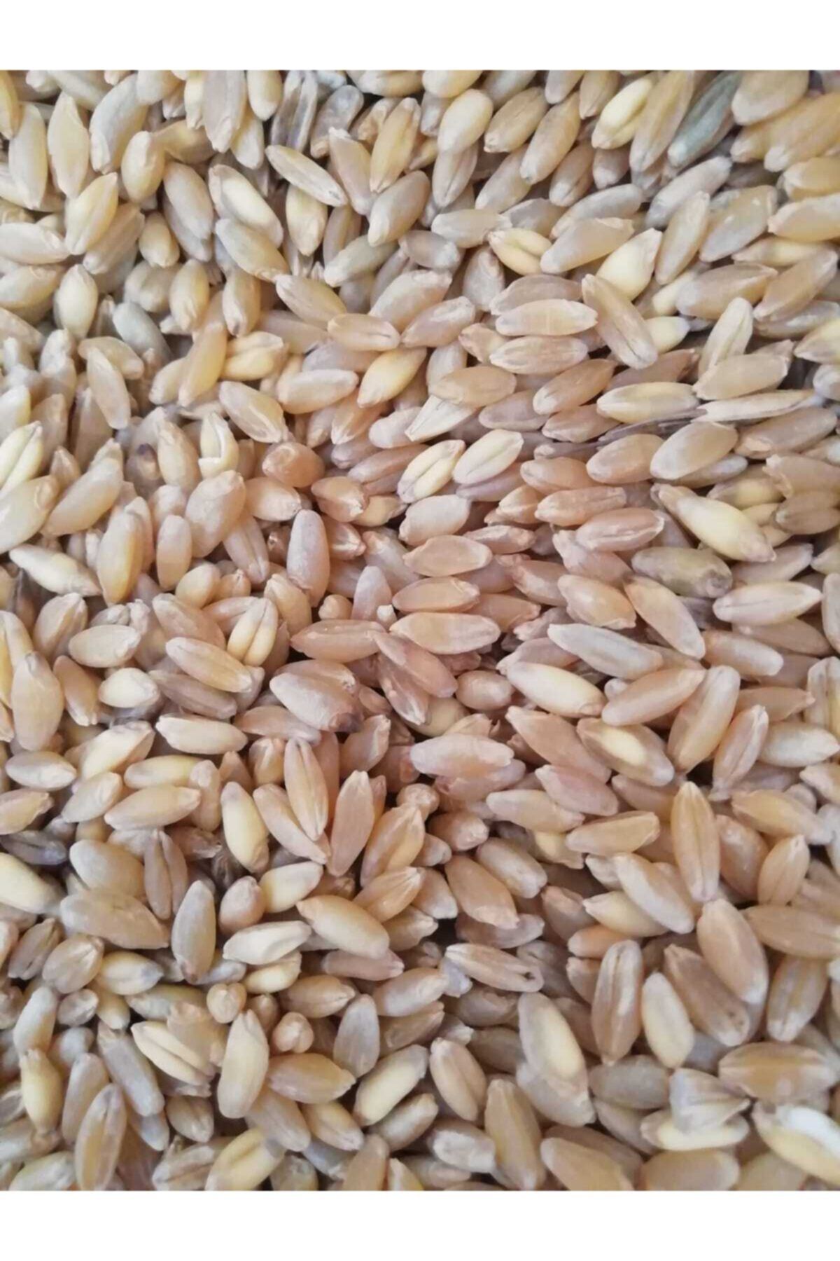 ÜNALLARTARIM 20 Kg Iri Tanecikli Buğday Tavuk Güvercin Yemi Kılçıksız Elenmiş Ekin Ördek Kaz Yemi Kuş Yemi Buğday