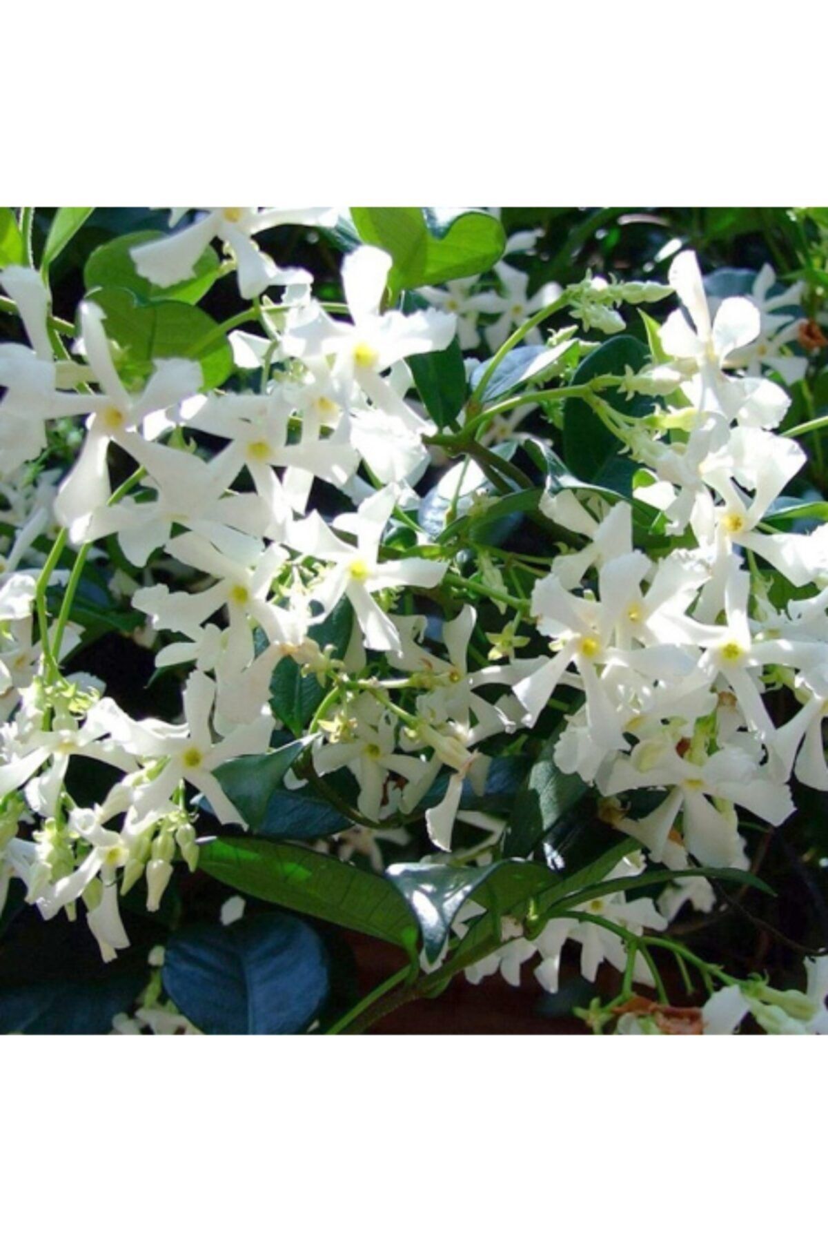 Fidansa Arap Yasemin Jasminum Sambac