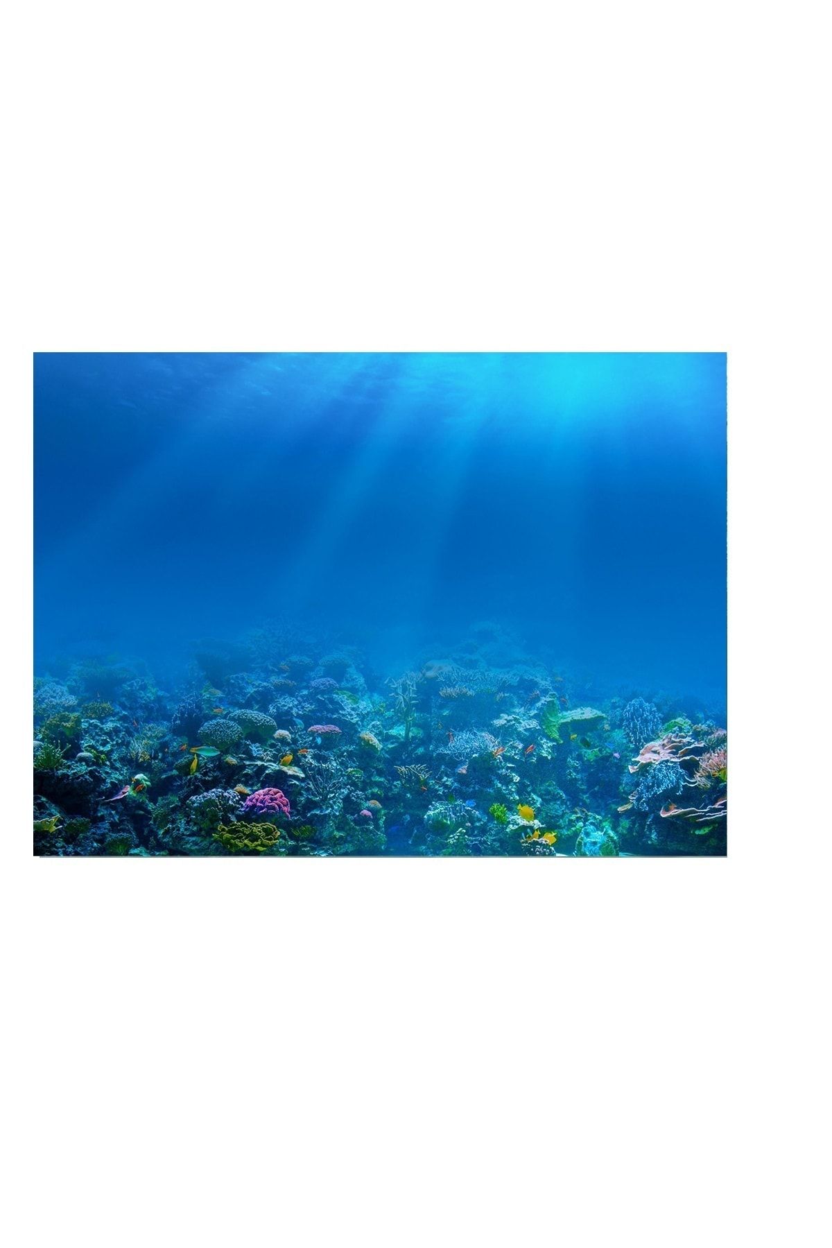 Kanki Pet 85 Cm Akvaryum Arka Fon Yapıştırma Kp8550009 85x50 Cm