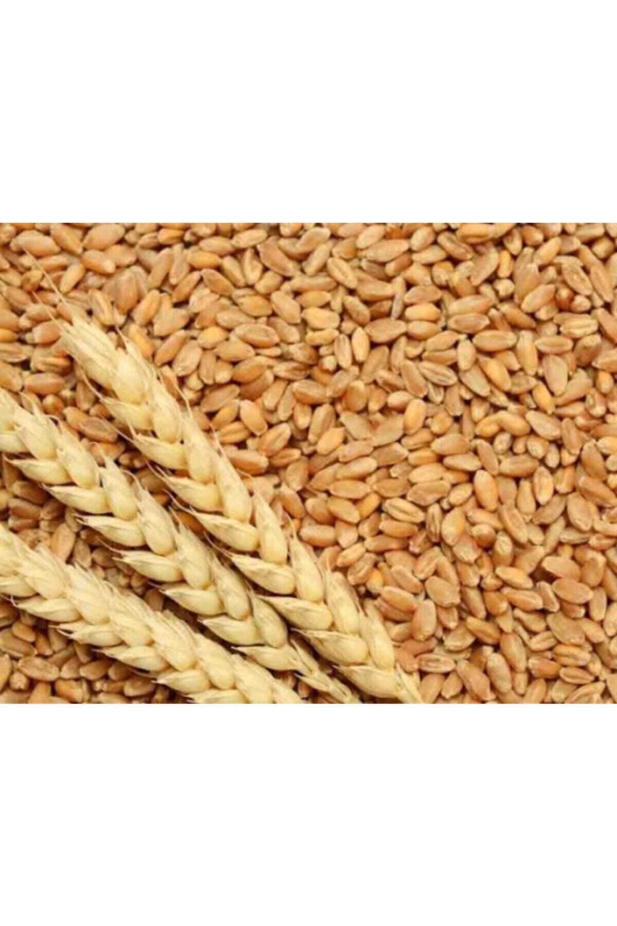 Mevadd Buğday Yem 10 Kg Tavuk,hindi,güvercin