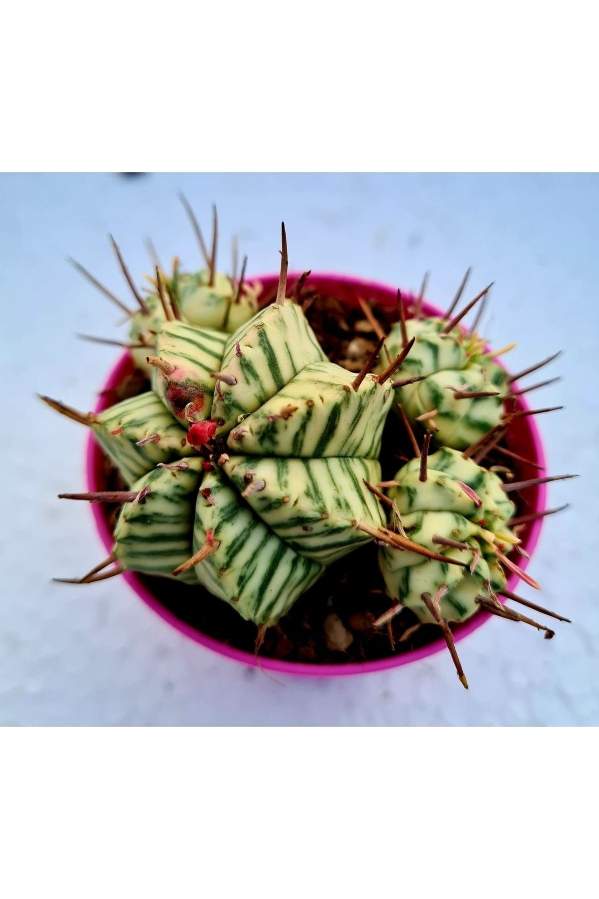 Astro Kaktüs Sukulent Euphorbia Meloformis F. Variegated