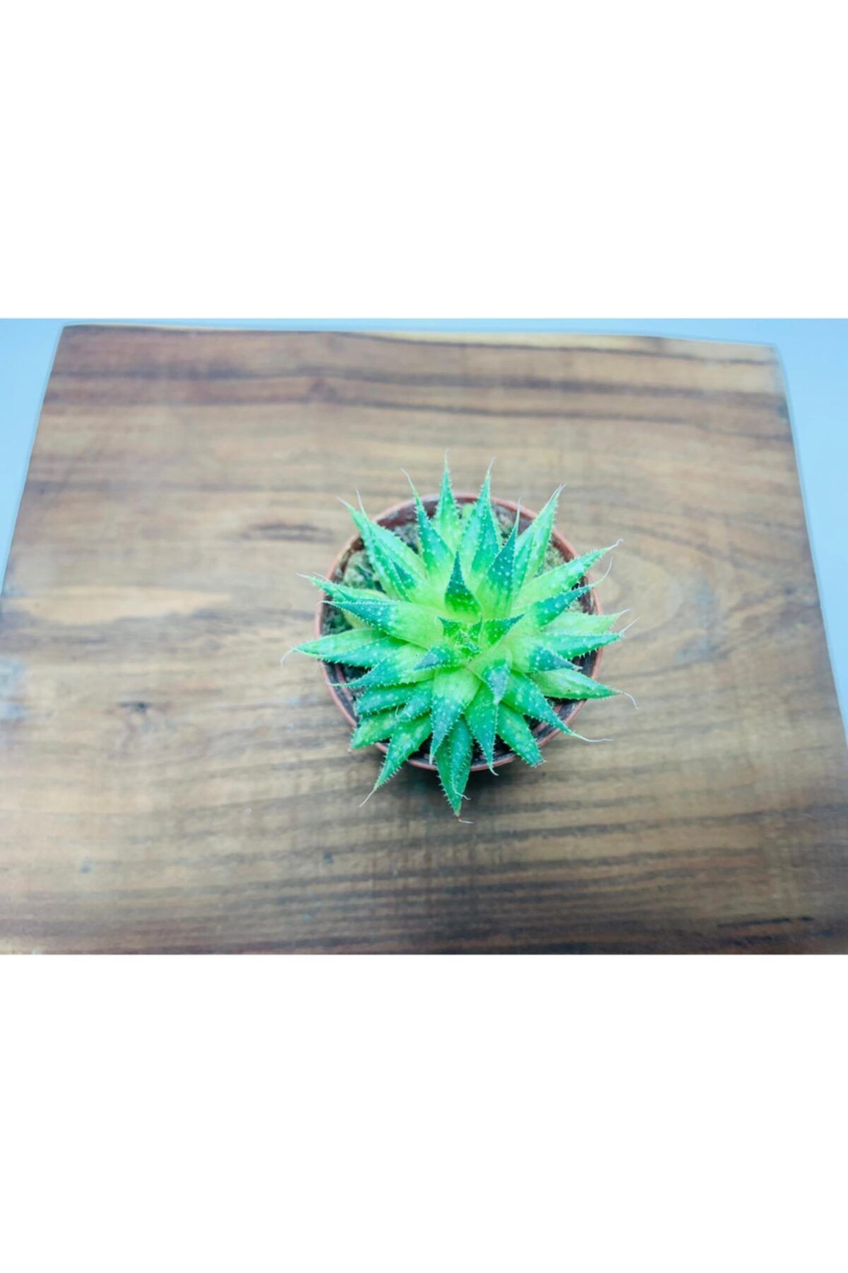 foliumbotanik Aristaloe Aristata