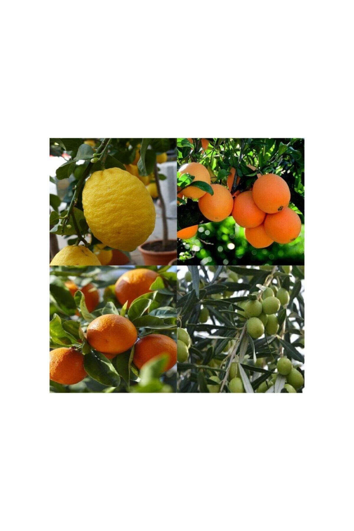 FİTAŞ FİDANCILIK Tüplü Aşılı Limon + Portakal + Mandalina + Zeytin Fidanı - 2 Yaş