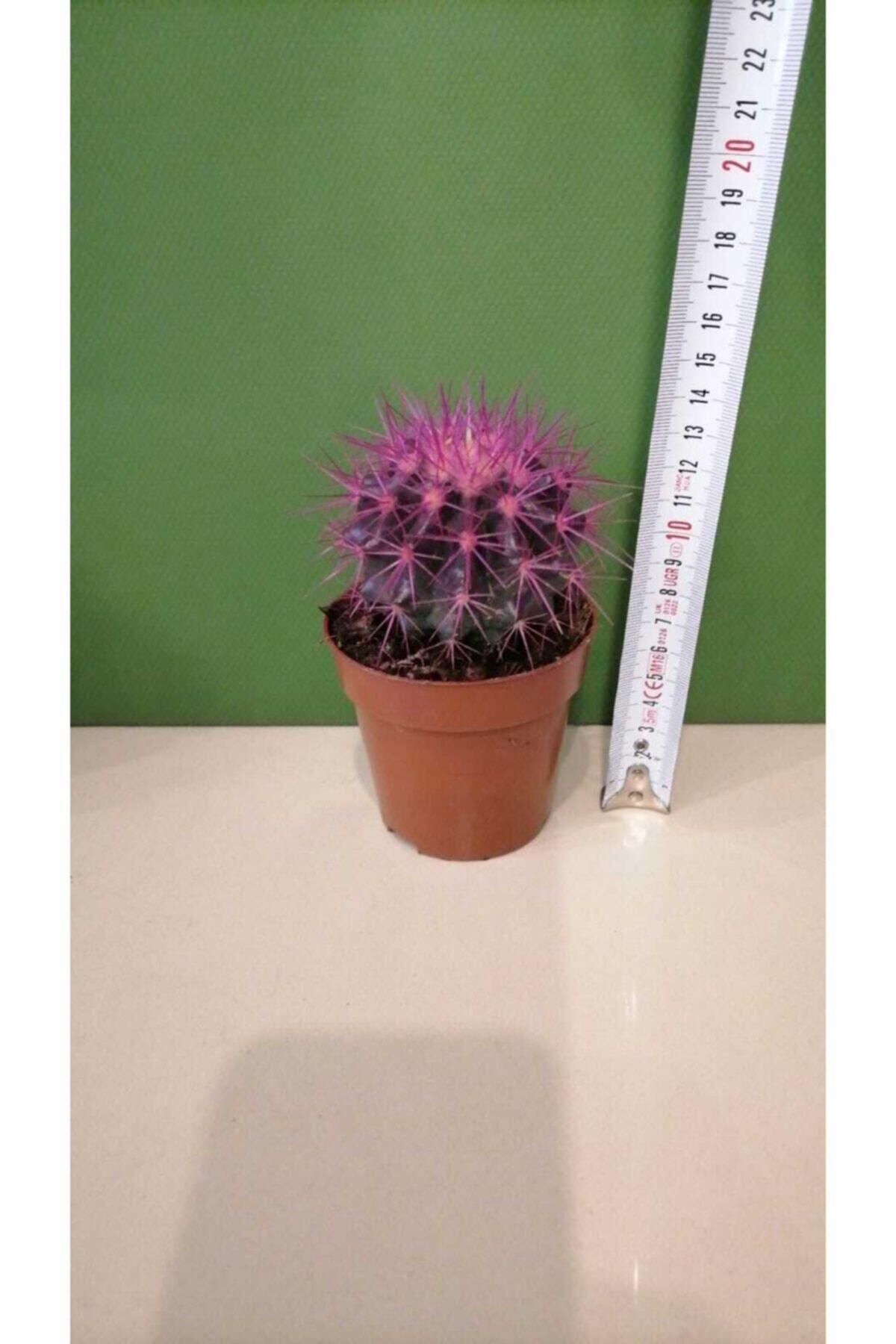 sabuncakiskadikoy Mor Renk Iri Kaktüs Echınocactus Grusonii Plastik Saksıda