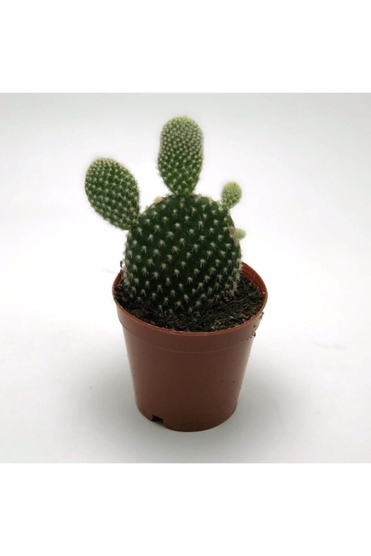 ebotanik Opuntia Tavşan Kulağı Kaktüs Çiçeği
