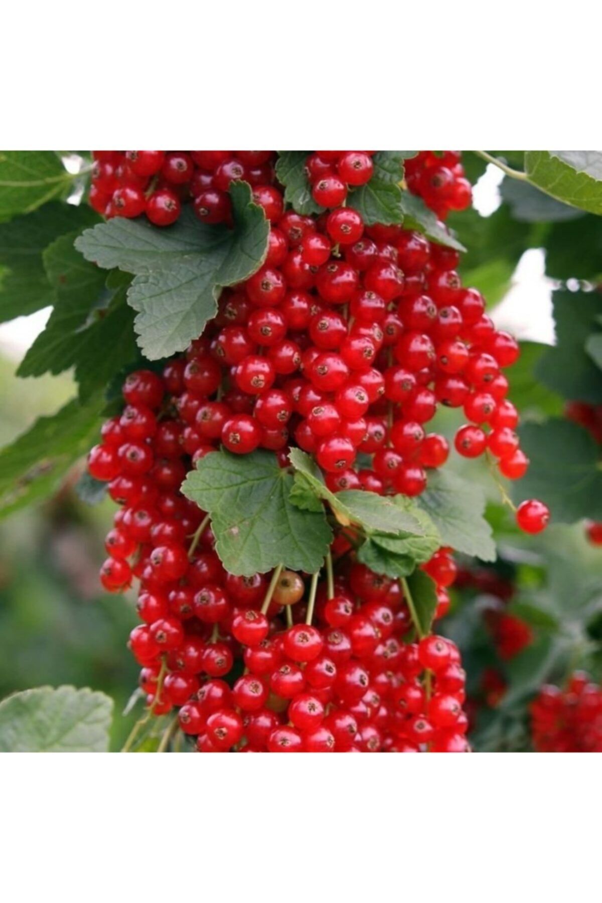 fidanistanbul Ribes Rubrum Red Lake Kırmızı Frenk Üzümü Fidanı, 40-60 Cm, 3-4 Yaş, Rootball