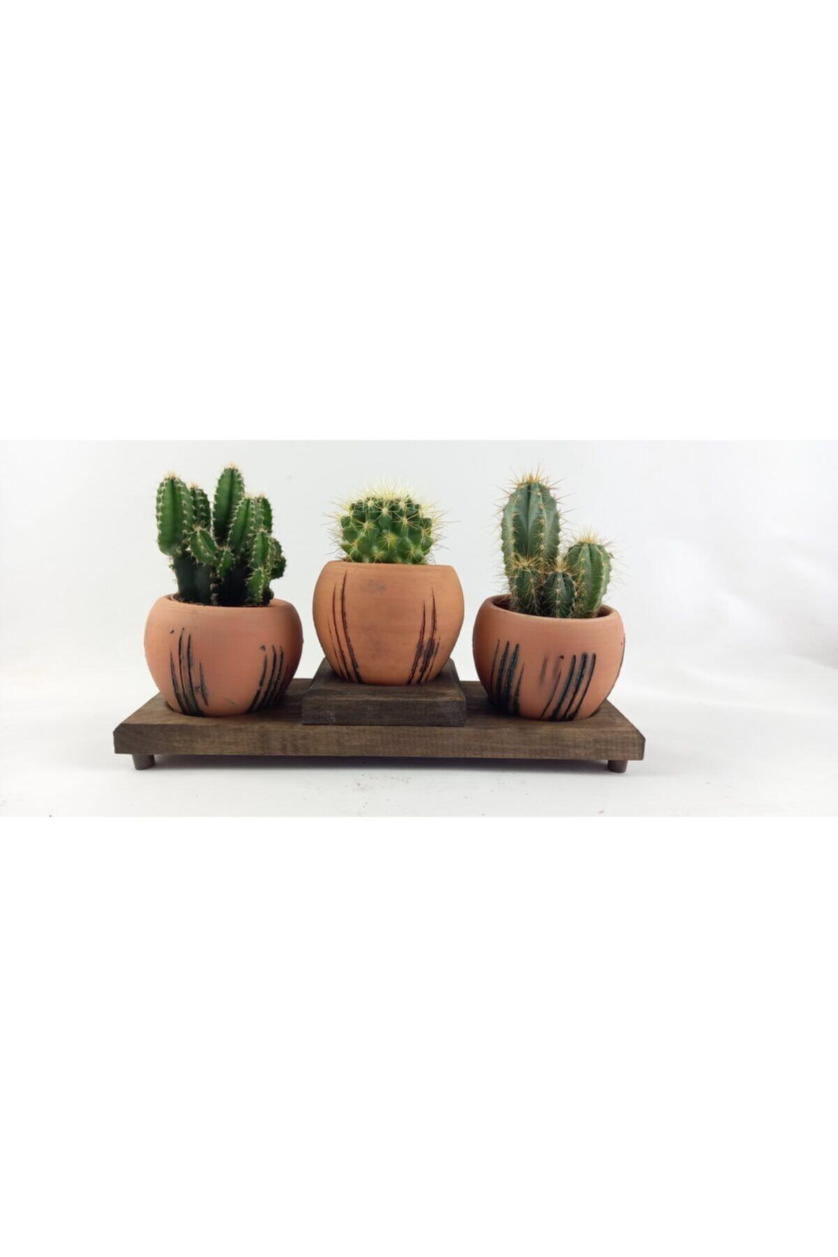 BİTKİ TASARIMI Terracota Model Çoklu Saksıda Kaktüs No 3