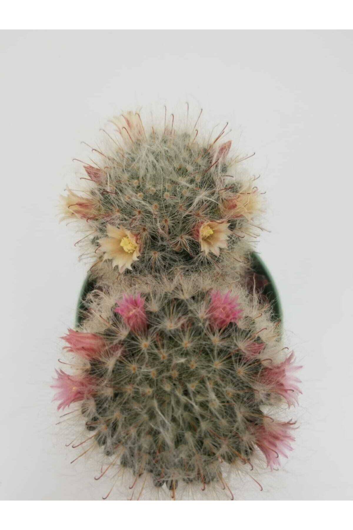 tropikada Kaktüs Mammillaria Bocasana Poselger 8,5 Cmlik