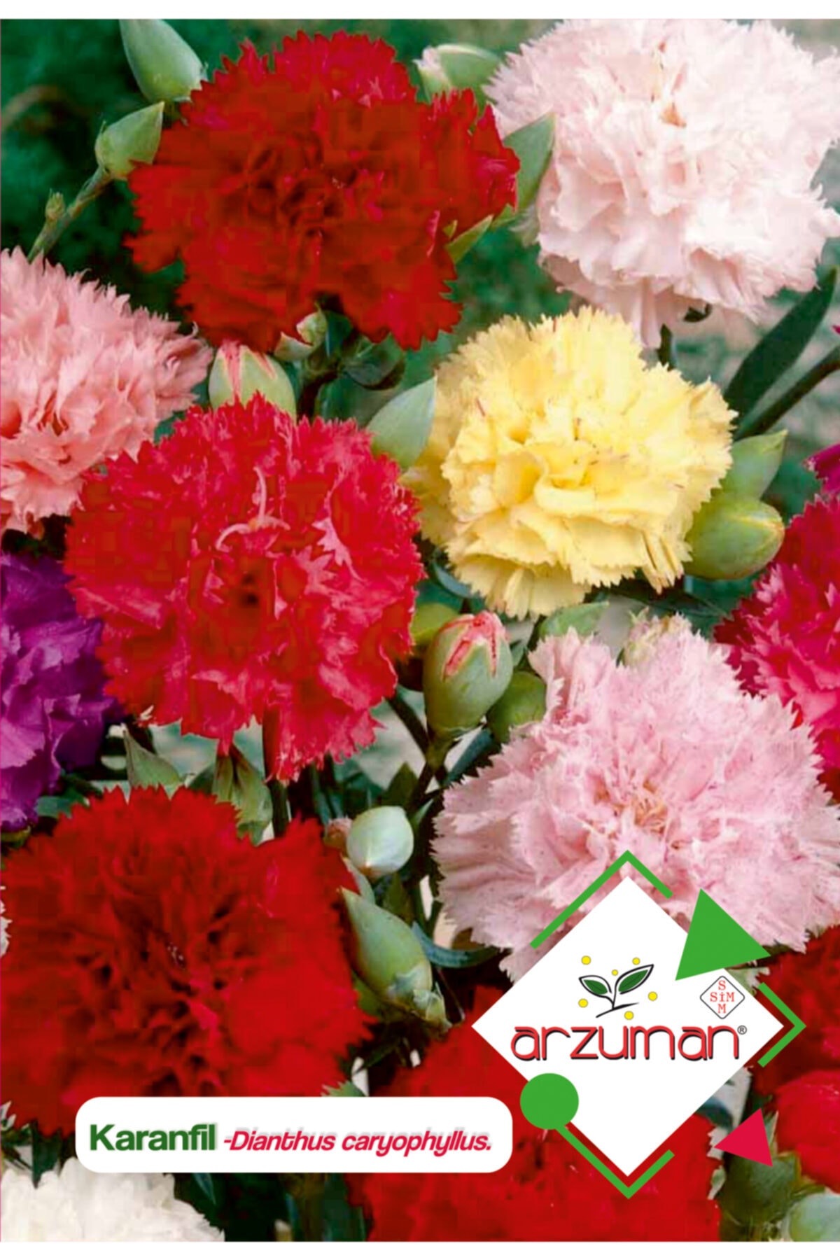Arzuman Karanfil (dianthus Caryophyllus) Çiçek Tohumu 100 Adet