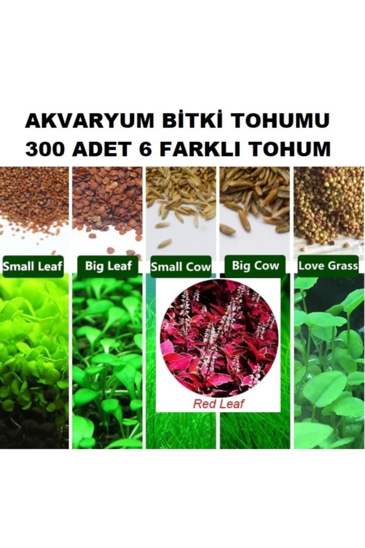dayf 300 Adet 6 Farklı Akvaryum Süs Bitkisi Tohumu